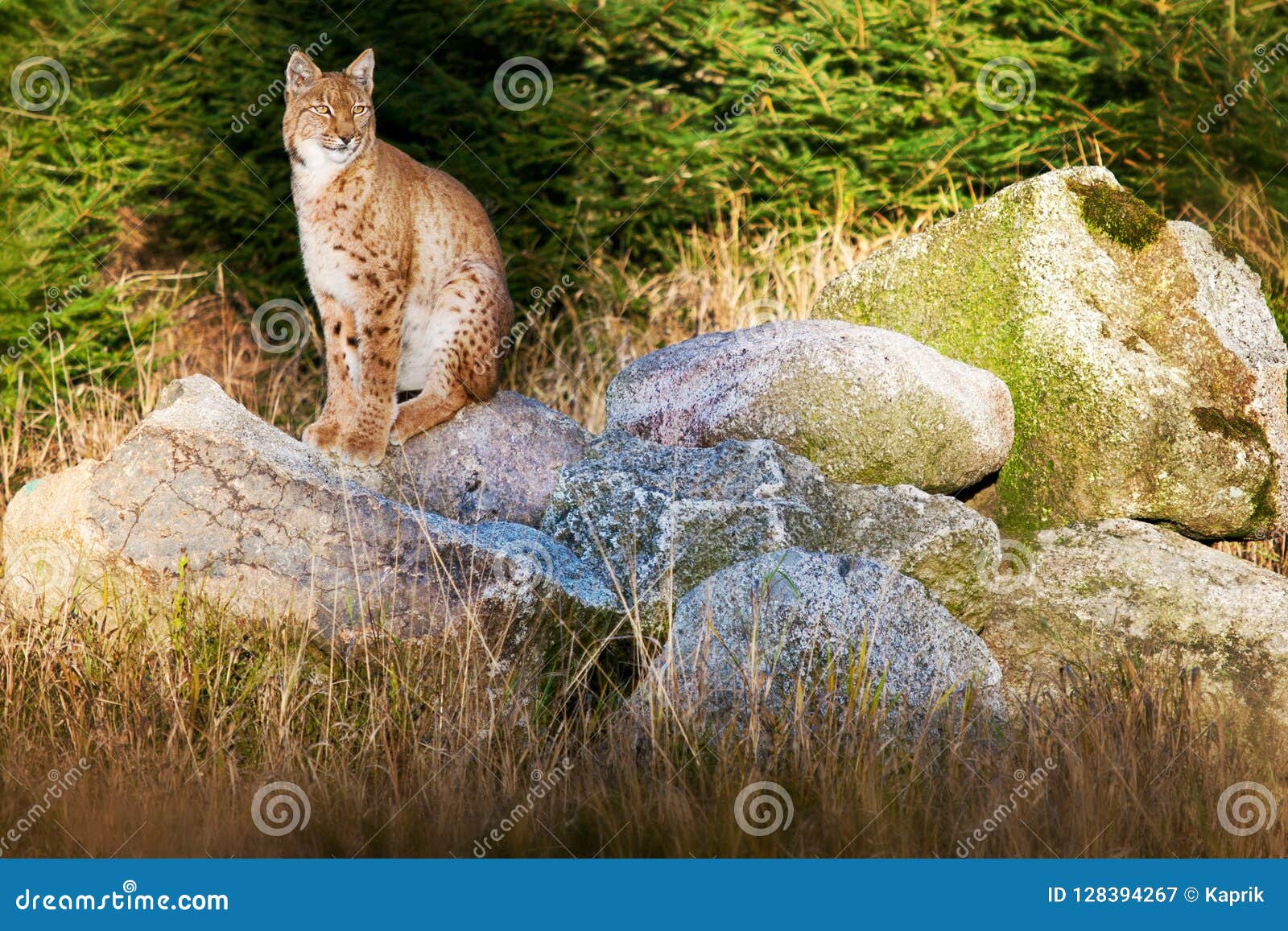 wild republic lynx