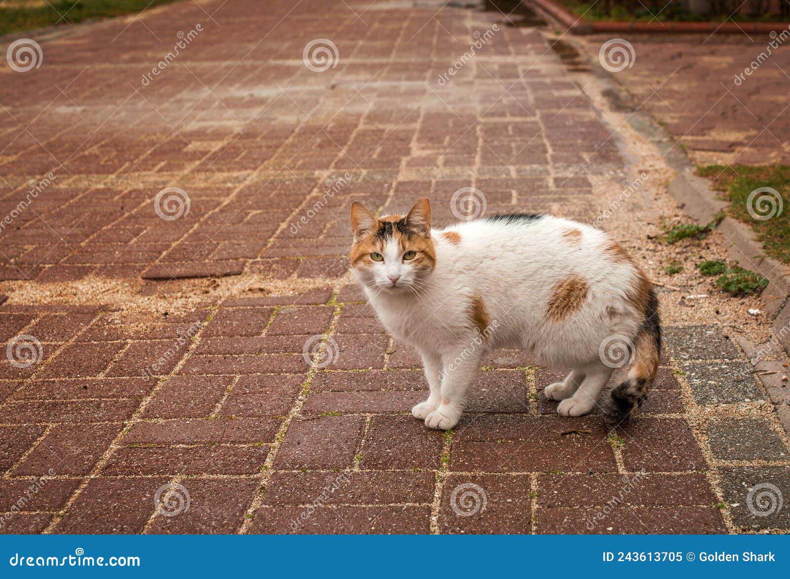 Wild Cats in the Park of Alanya Turkey Stock Image Image of hissing