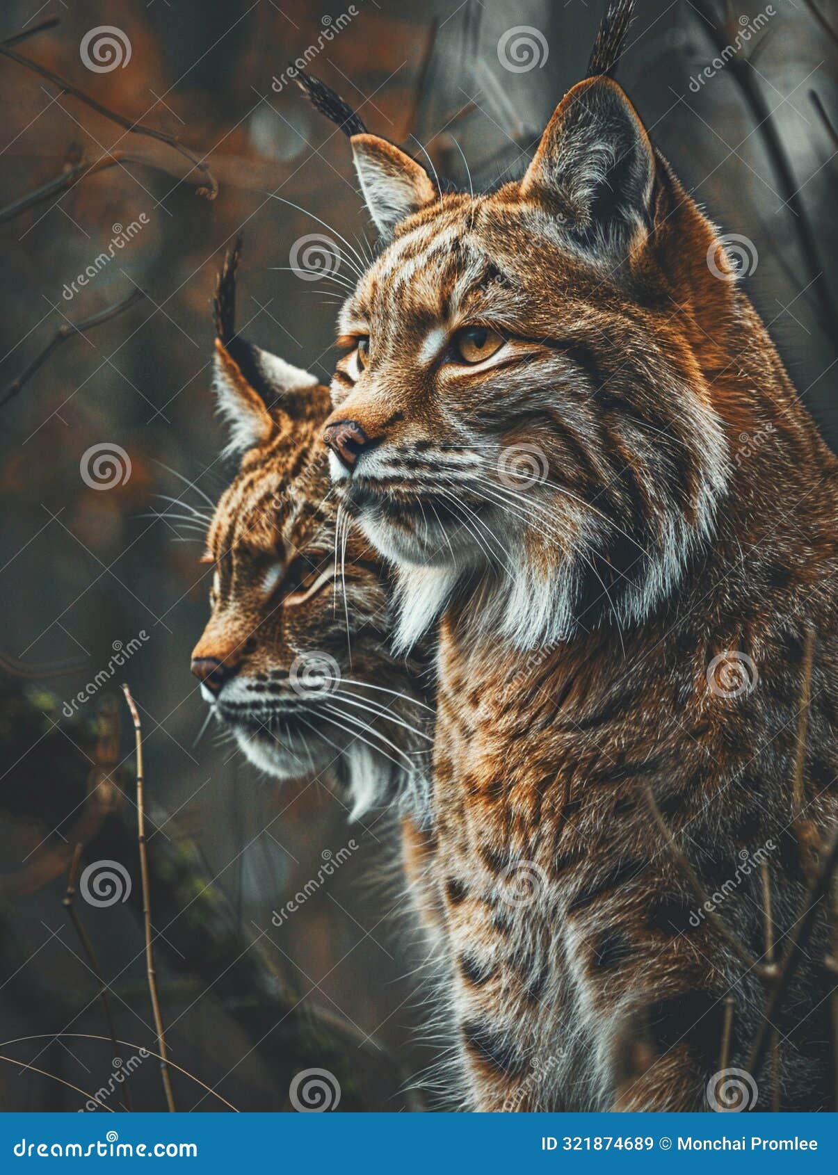 wild cats and their ecosystems, interconnected relationships, copy space, natural harmony theme, vibrant, blend mode, forest