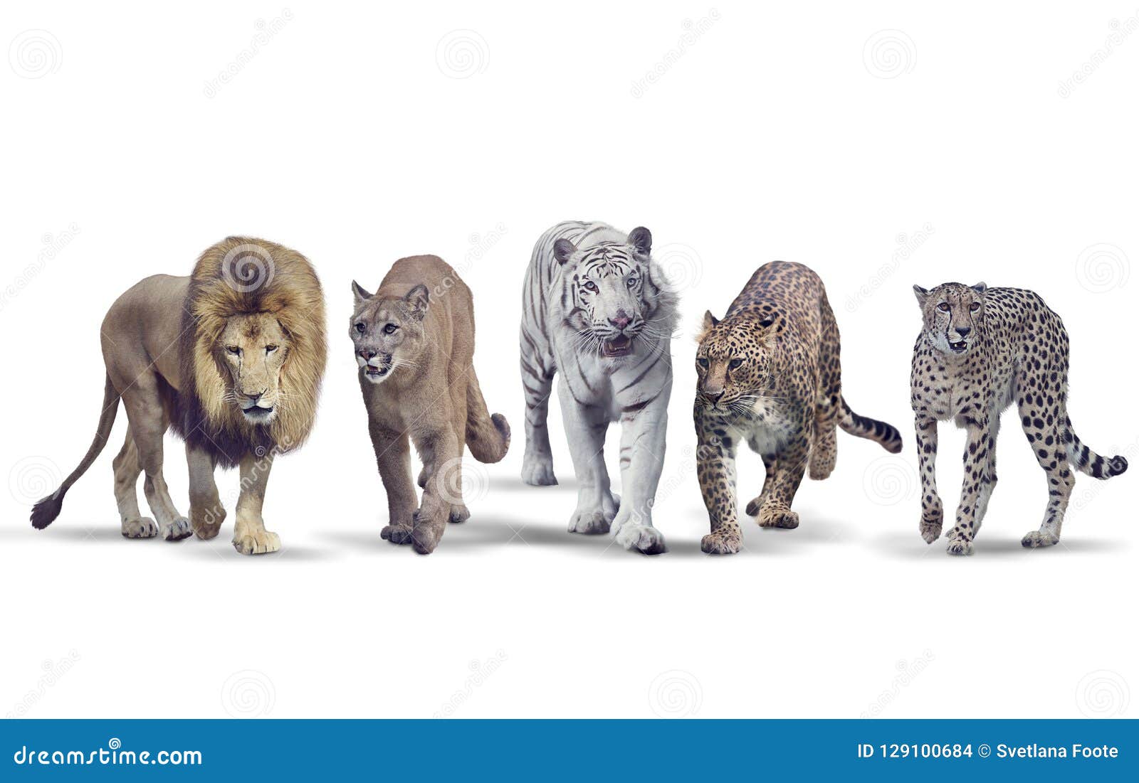 Wild Cats on White Background Stock Photo Image of card, spotted