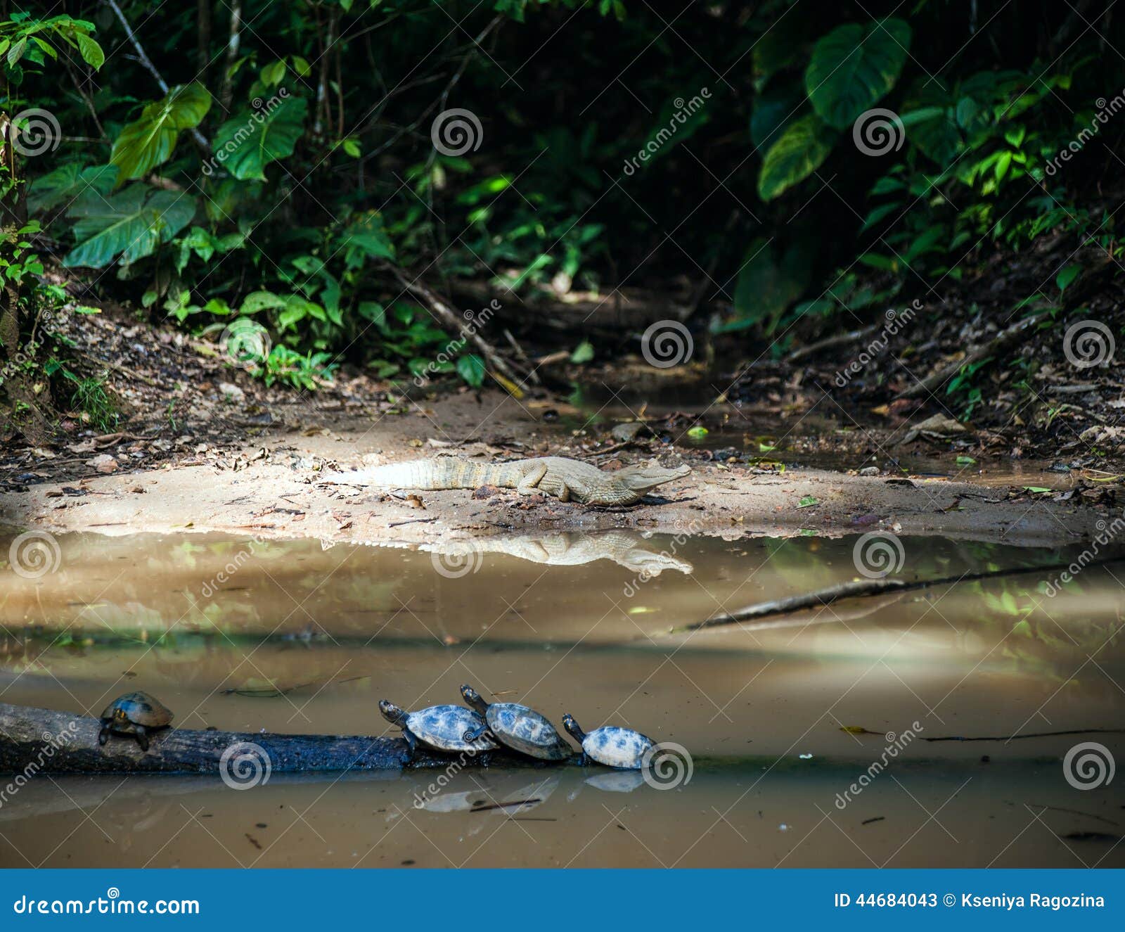 wild cayman and turtles in ecuadorian amazonia, misahualli