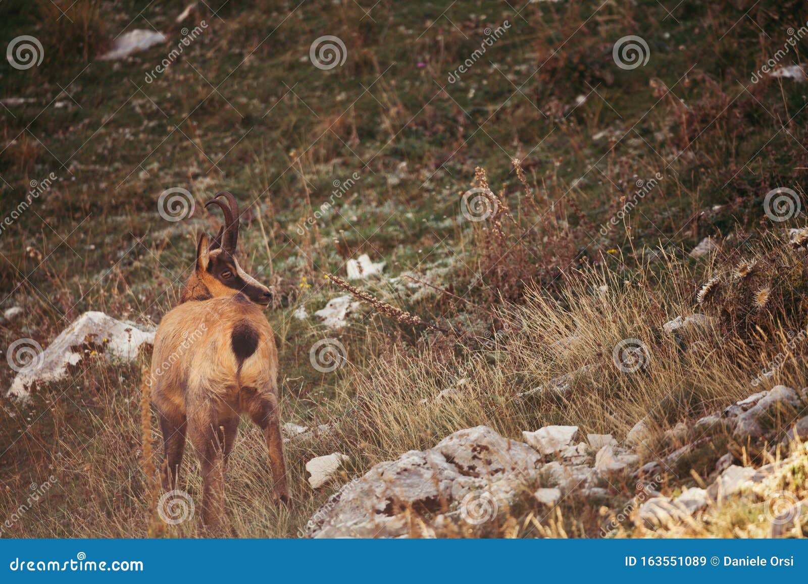 Wild Chamois in Abruzzo, Apennines, Italy Stock Image Image of flee, abruzzo 163551089