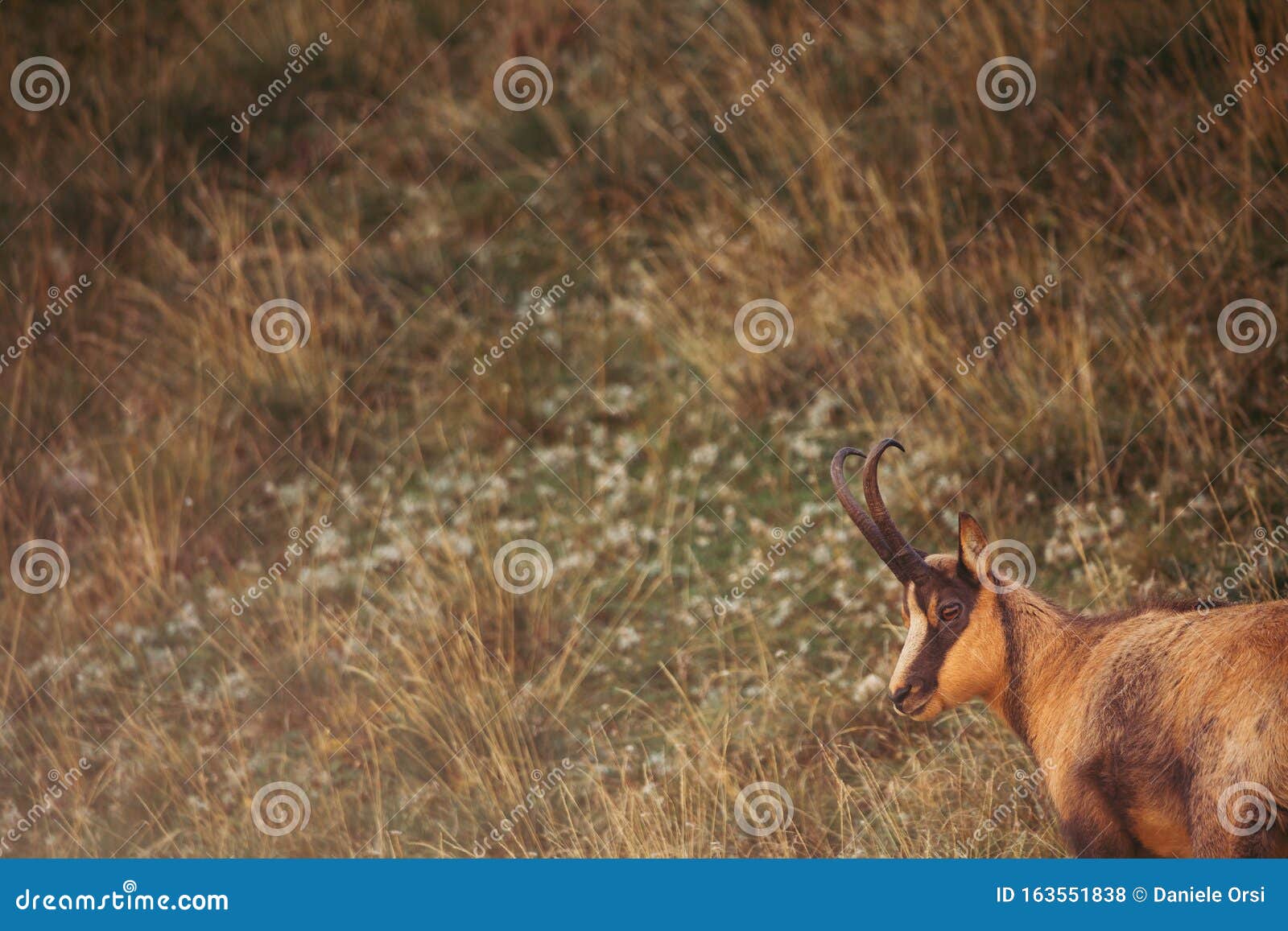 Wild Chamois in Abruzzo, Apennines, Italy Stock Photo Image of afraid, dolomite 163551838