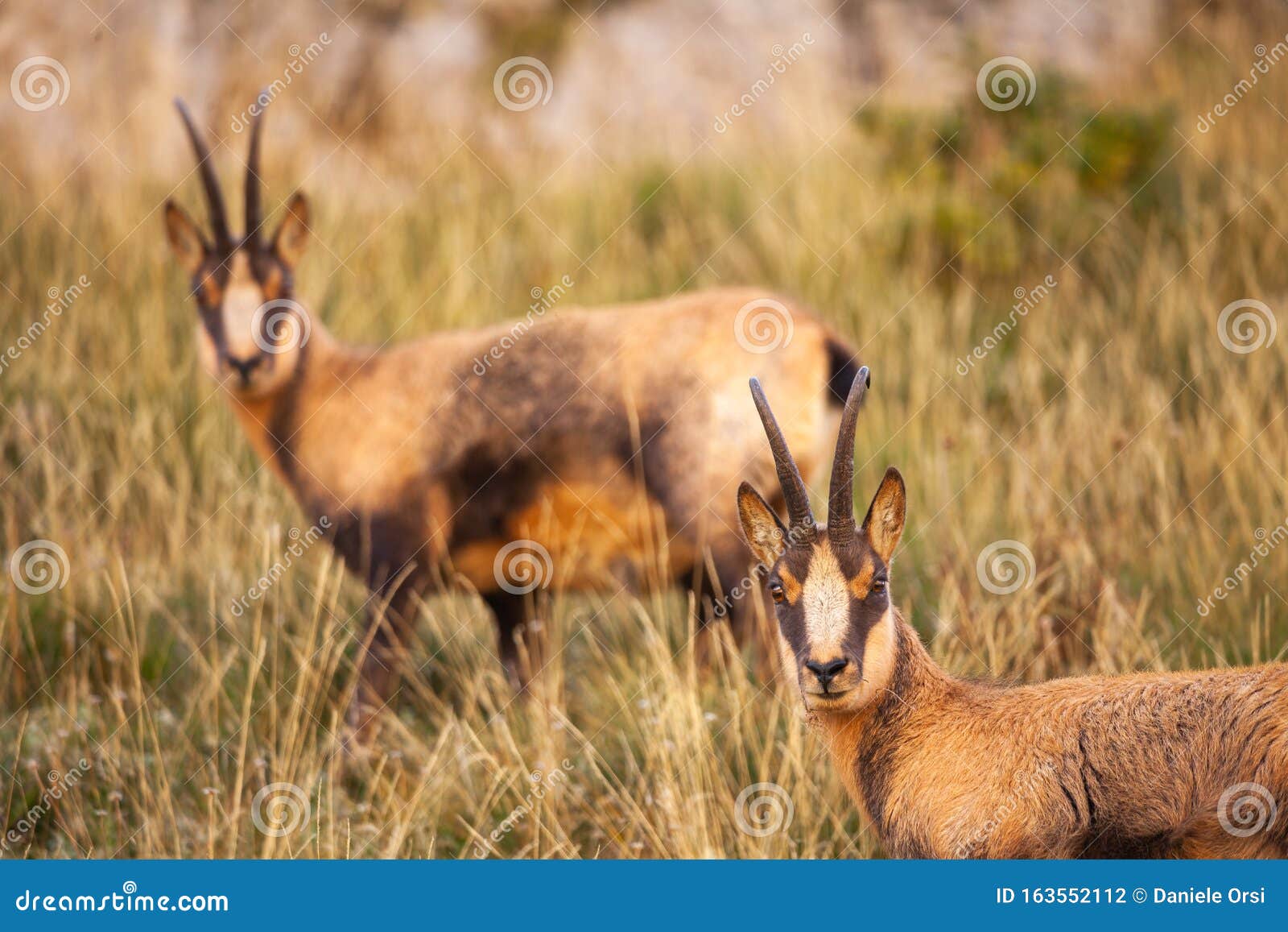 Wild Chamois in Abruzzo, Apennines, Italy Stock Photo Image of afraid, alps 163552112