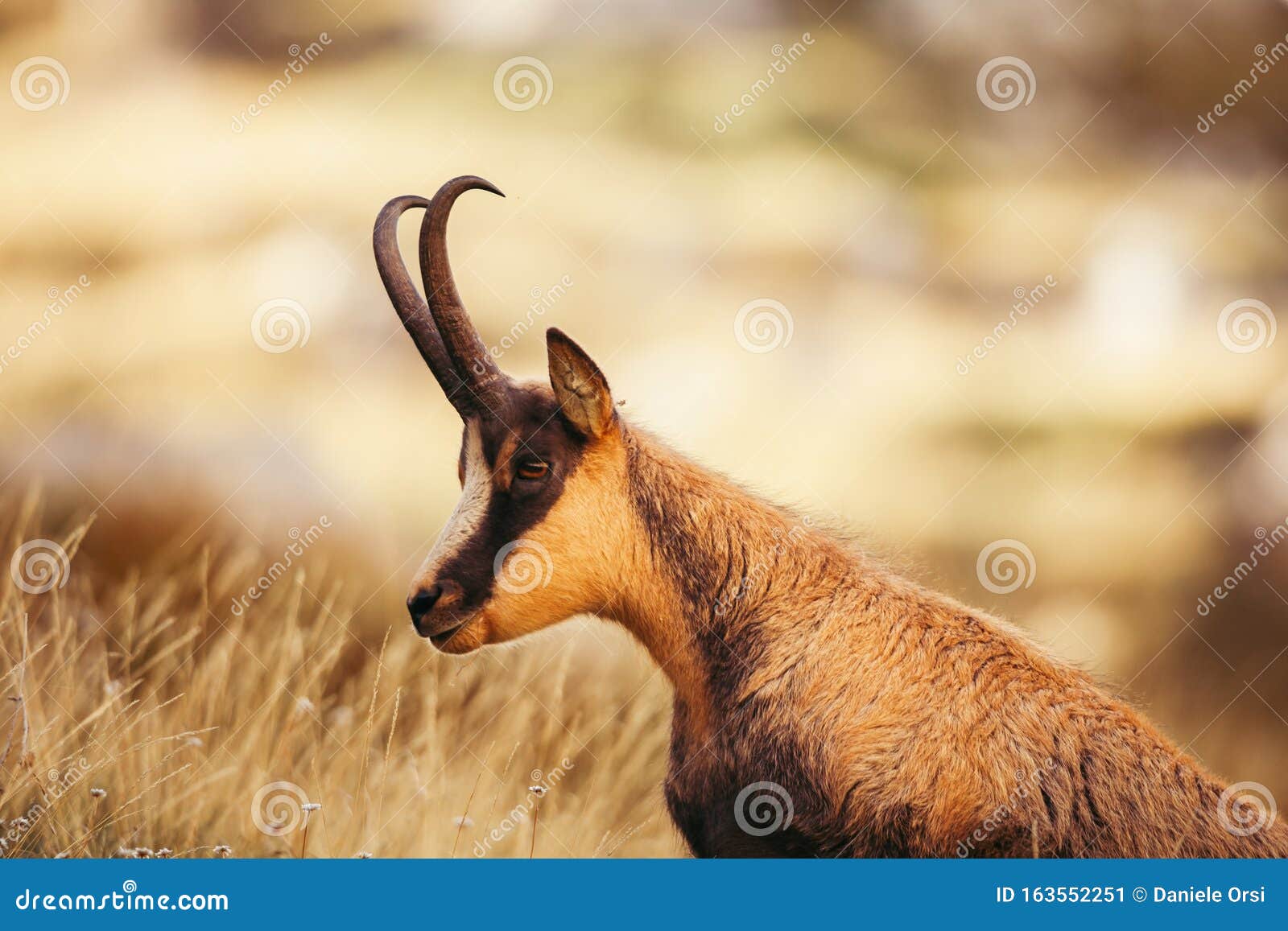 Wild Chamois in Abruzzo, Apennines, Italy Stock Image Image of dolomite, afraid 163552251