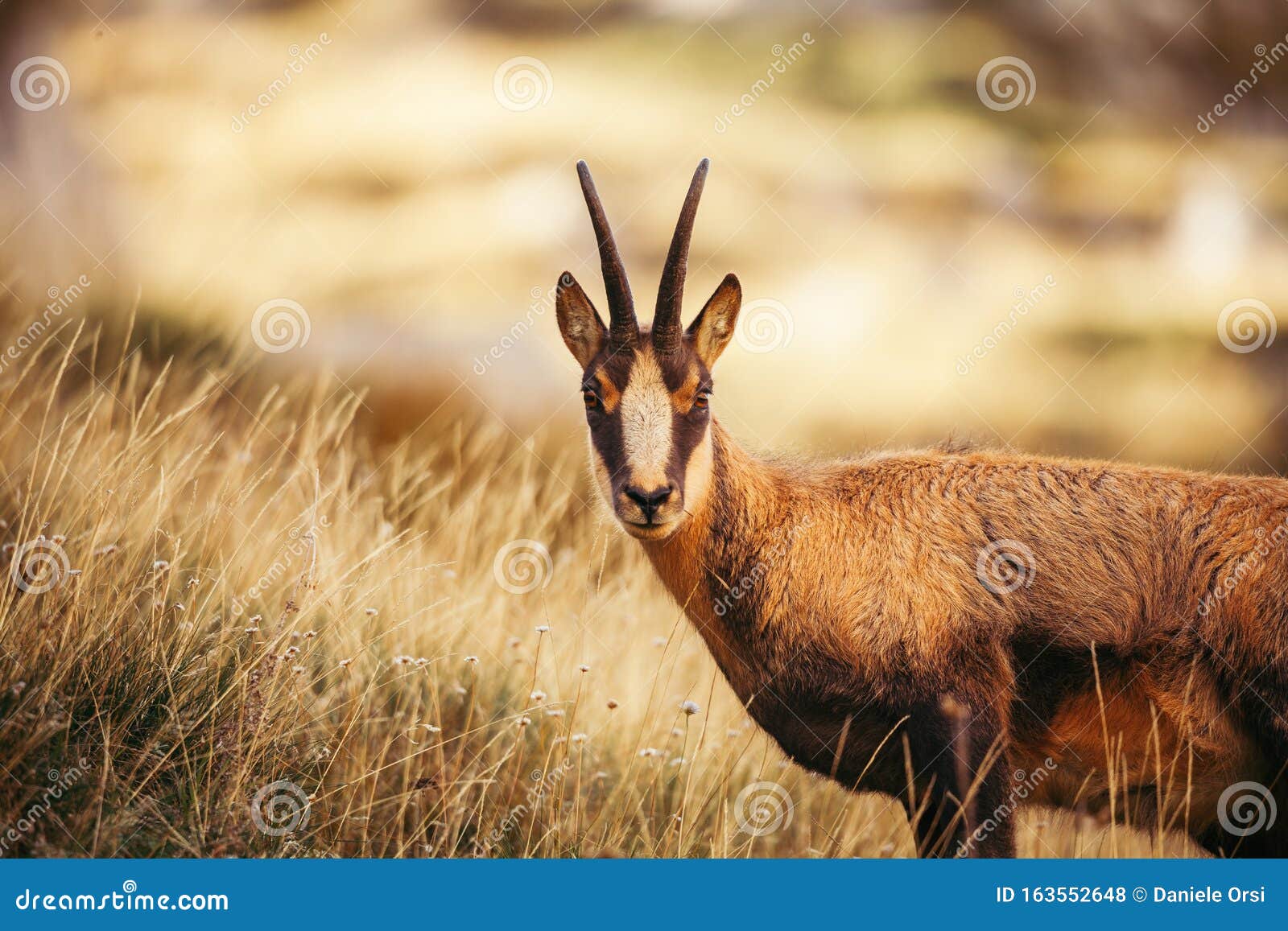 Wild Chamois in Abruzzo, Apennines, Italy Stock Photo Image of cervid, abruzzo 163552648