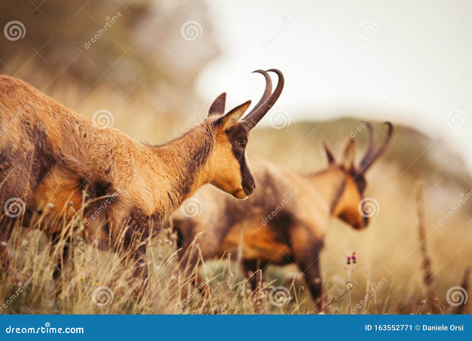 Wild Chamois in Abruzzo, Apennines, Italy Stock Image Image of afraid, camoscio 163552771