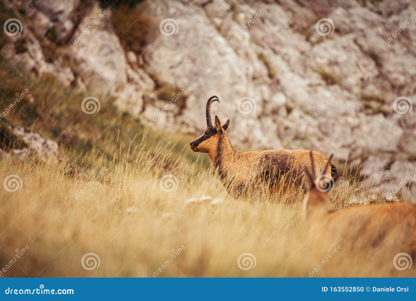 wild chamois in abruzzo, apennines, italy