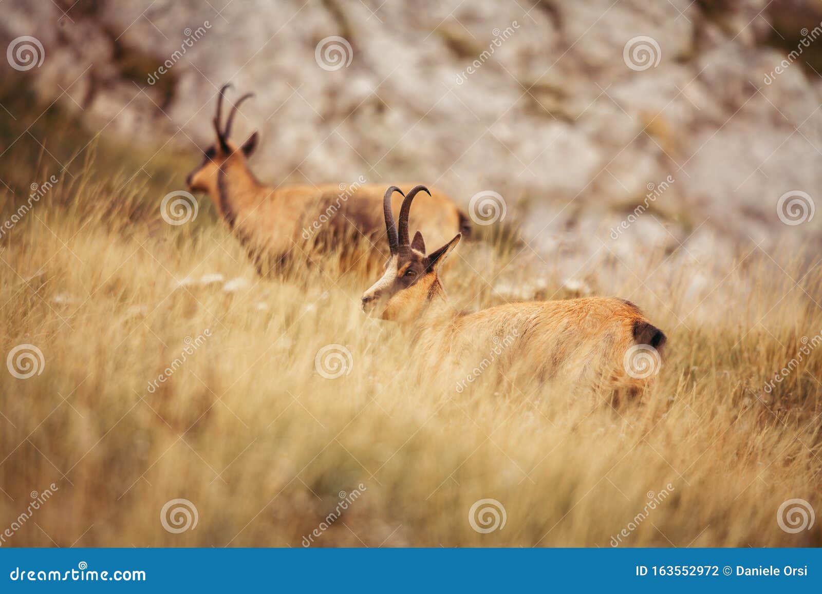 Wild Chamois in Abruzzo, Apennines, Italy Stock Photo Image of attention, afraid 163552972