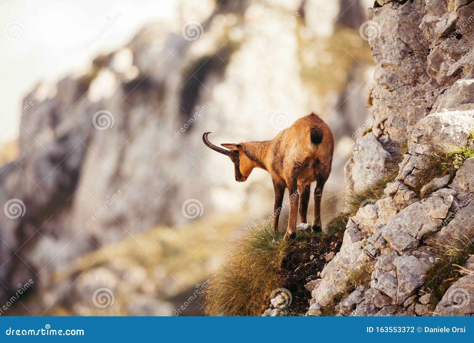 Wild Chamois in Abruzzo, Apennines, Italy Stock Photo Image of hunter, animal 163553372