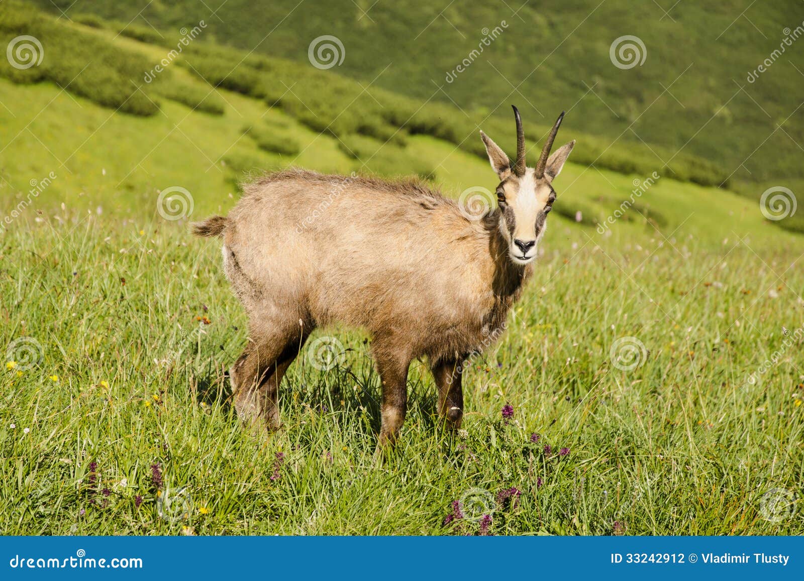 Wild chamois in mountains stock photo. Image of mammal 33242912