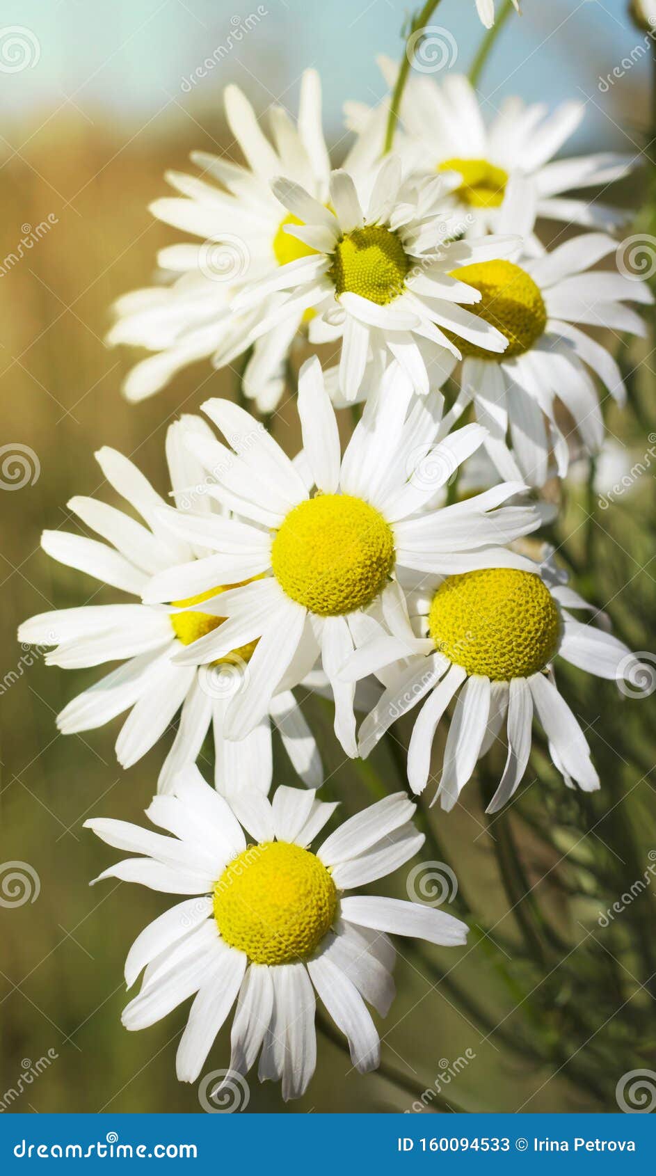 Wild Chamomile Medicinal in the Light of the Bright Sun Stock Image