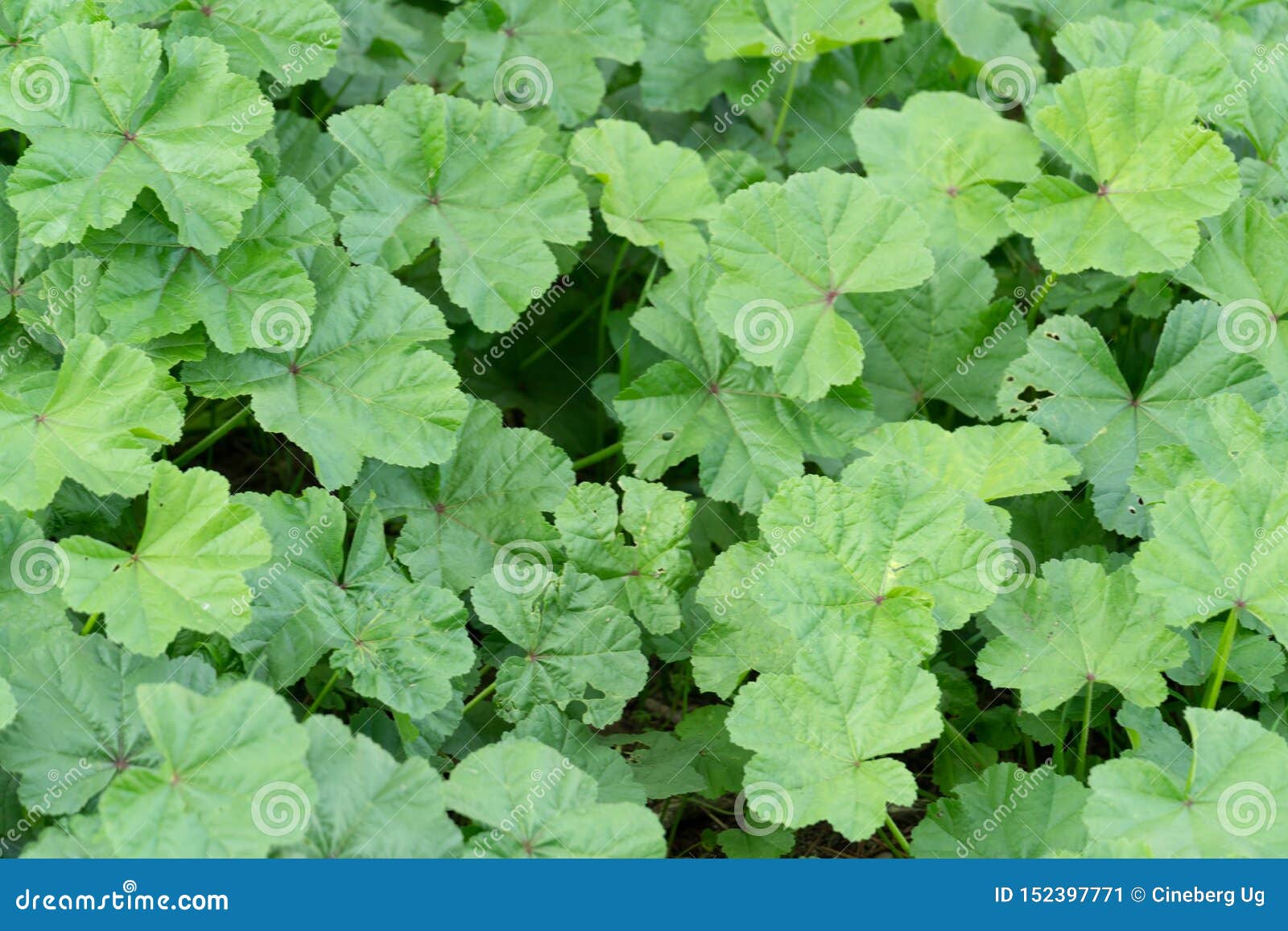 Malva plant stock image. Image of growth, malvaceae - 152397771