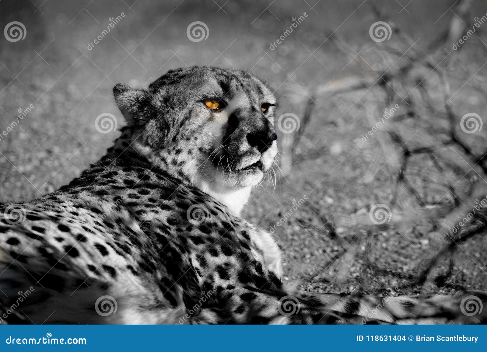 Wild cheetah in Namibia. stock photo. Image of landscape - 118631404