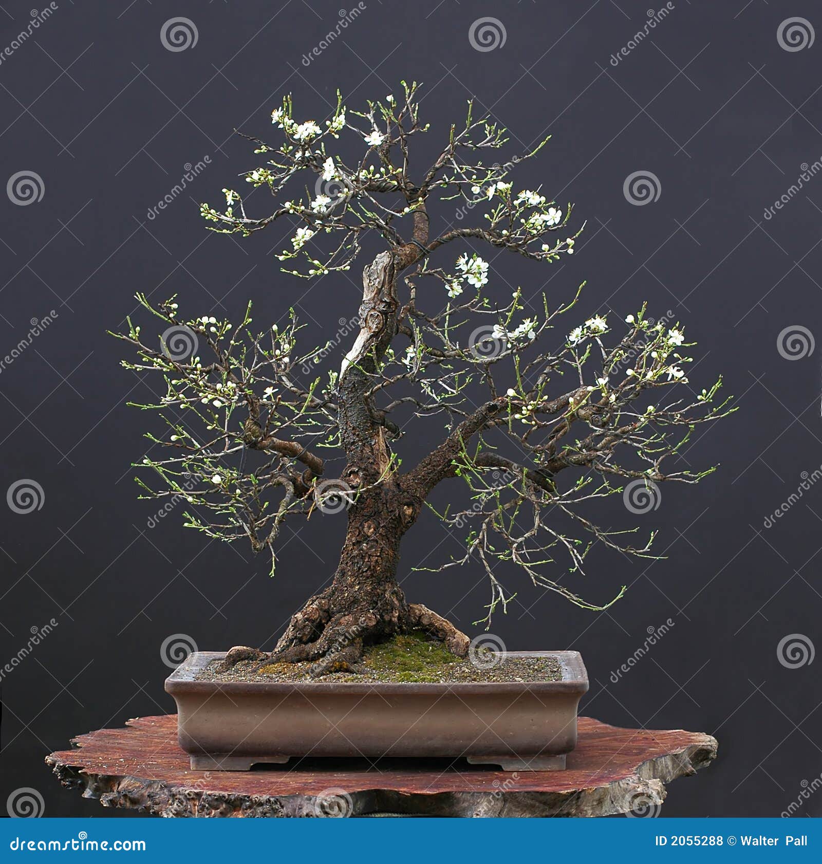 Wild Cherry As Bonsai in Spring Stock Photo Image of spring, bonsai