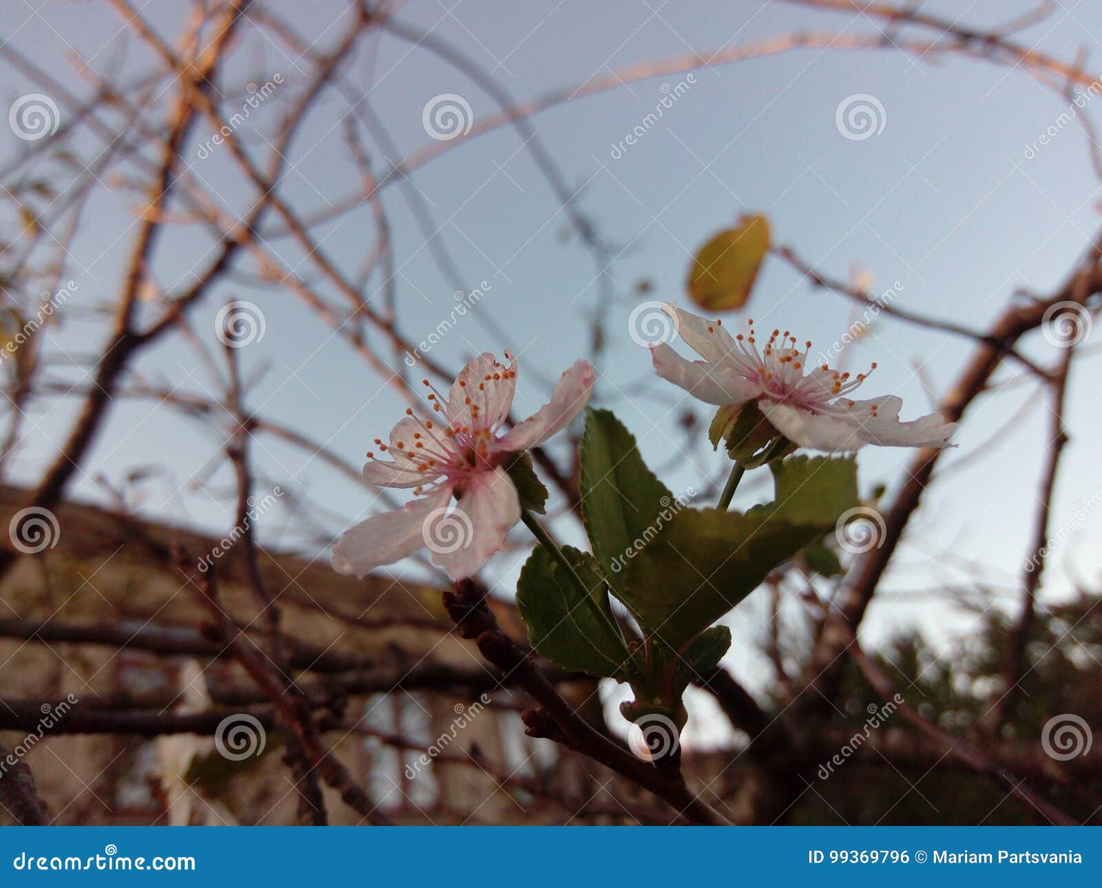 Wild Cherry Blossoms in Autumn Stock Photo Image of autumn, pink