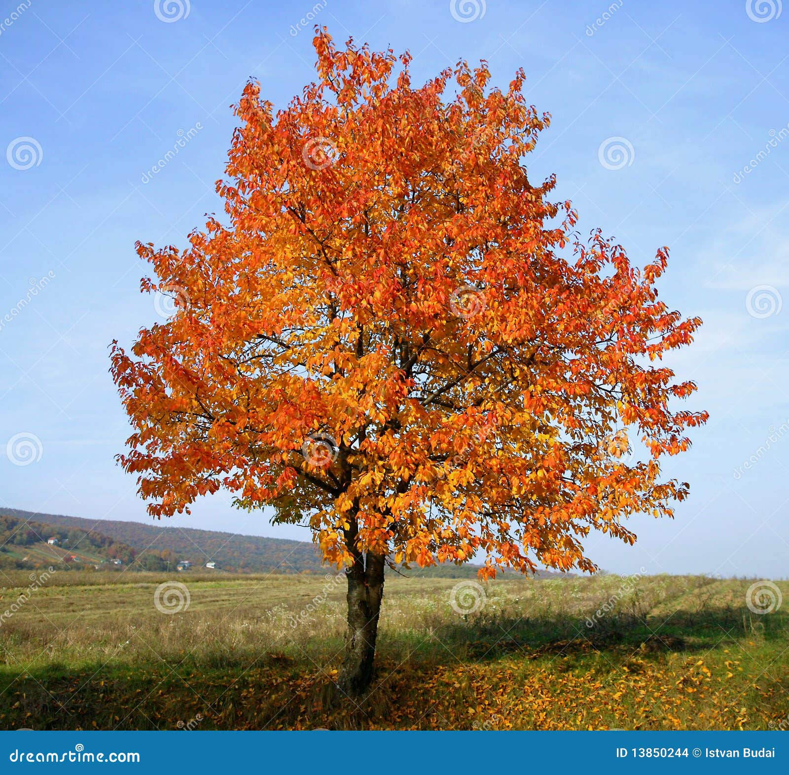 Wild Cherry tree stock photo. Image of field, wild, leaves 13850244