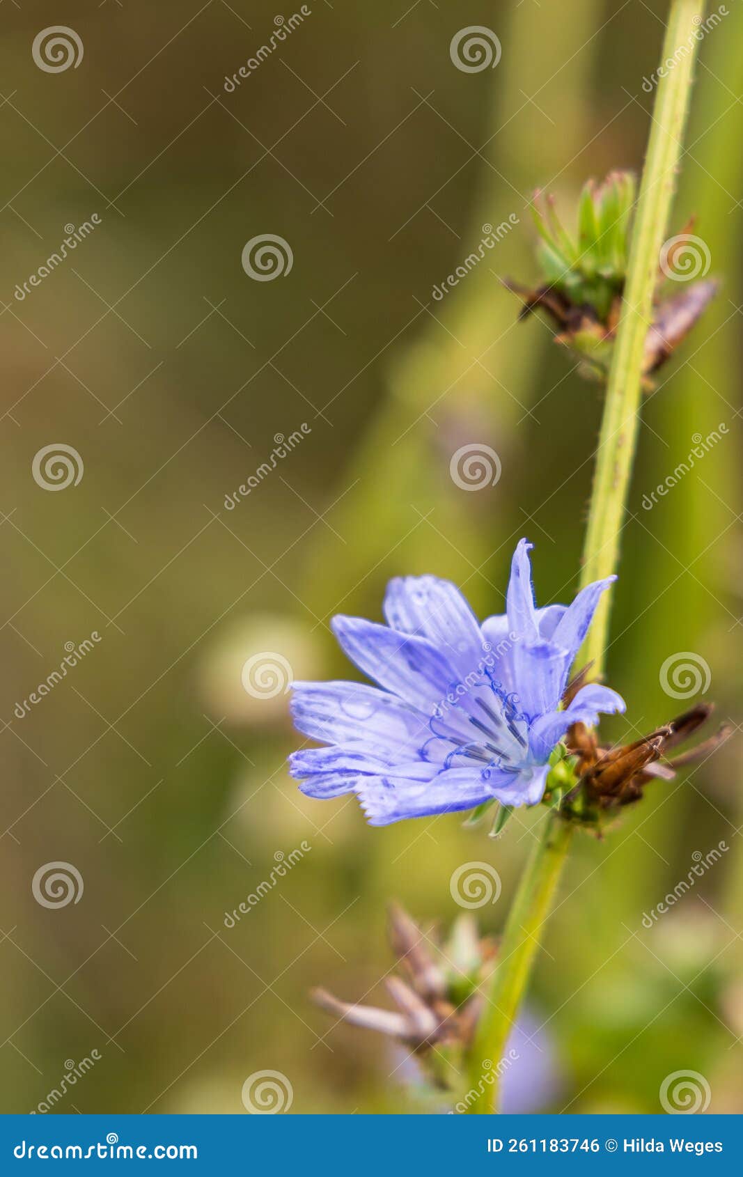 Wild Chicory Flower on Green Background Stock Photo Image of flower