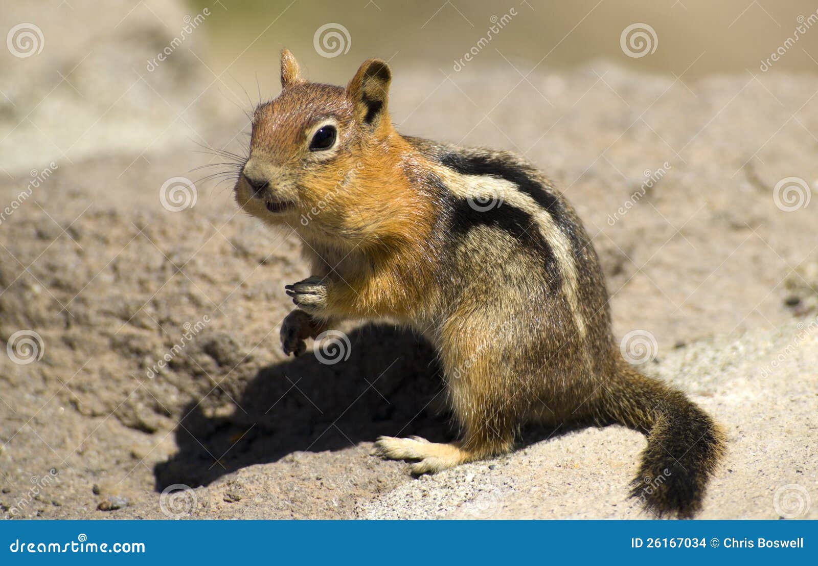 Wildlife Wild Chipmunk Mouth Full Nuts Fruit Stock Photo Image 26167034