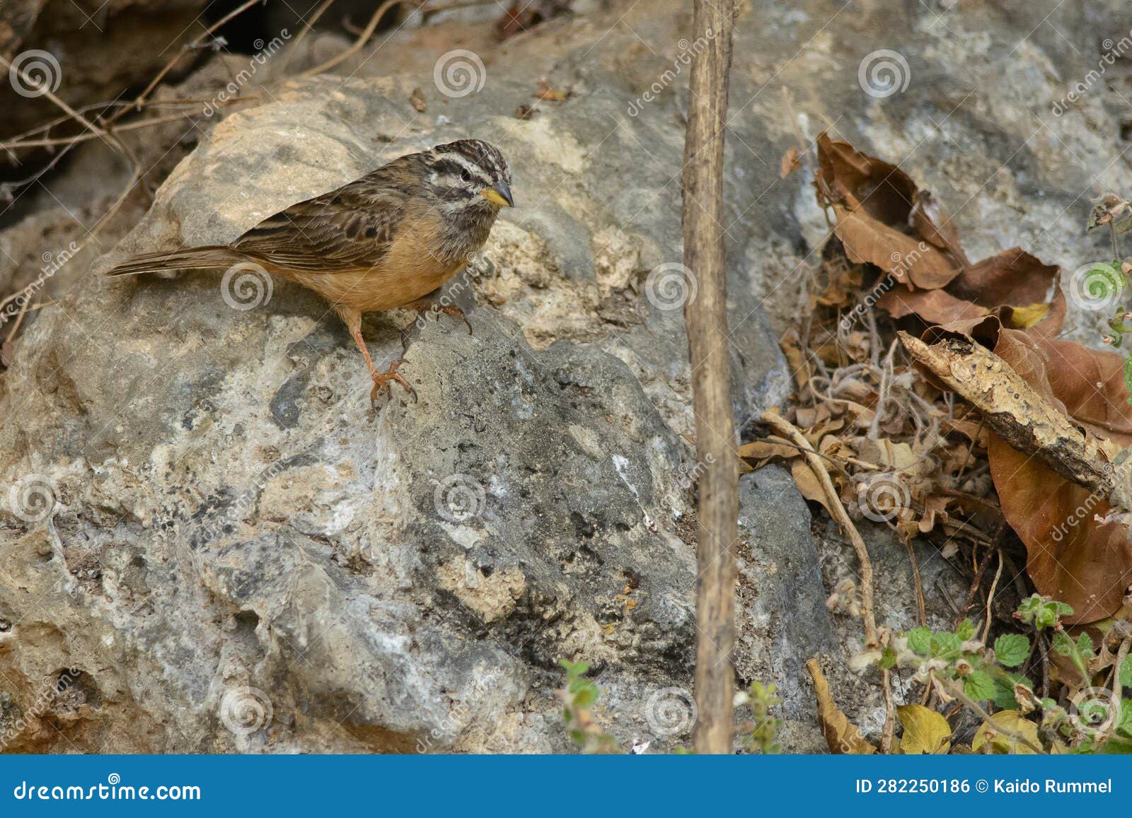 cinnamon-breasted bunting in arabia