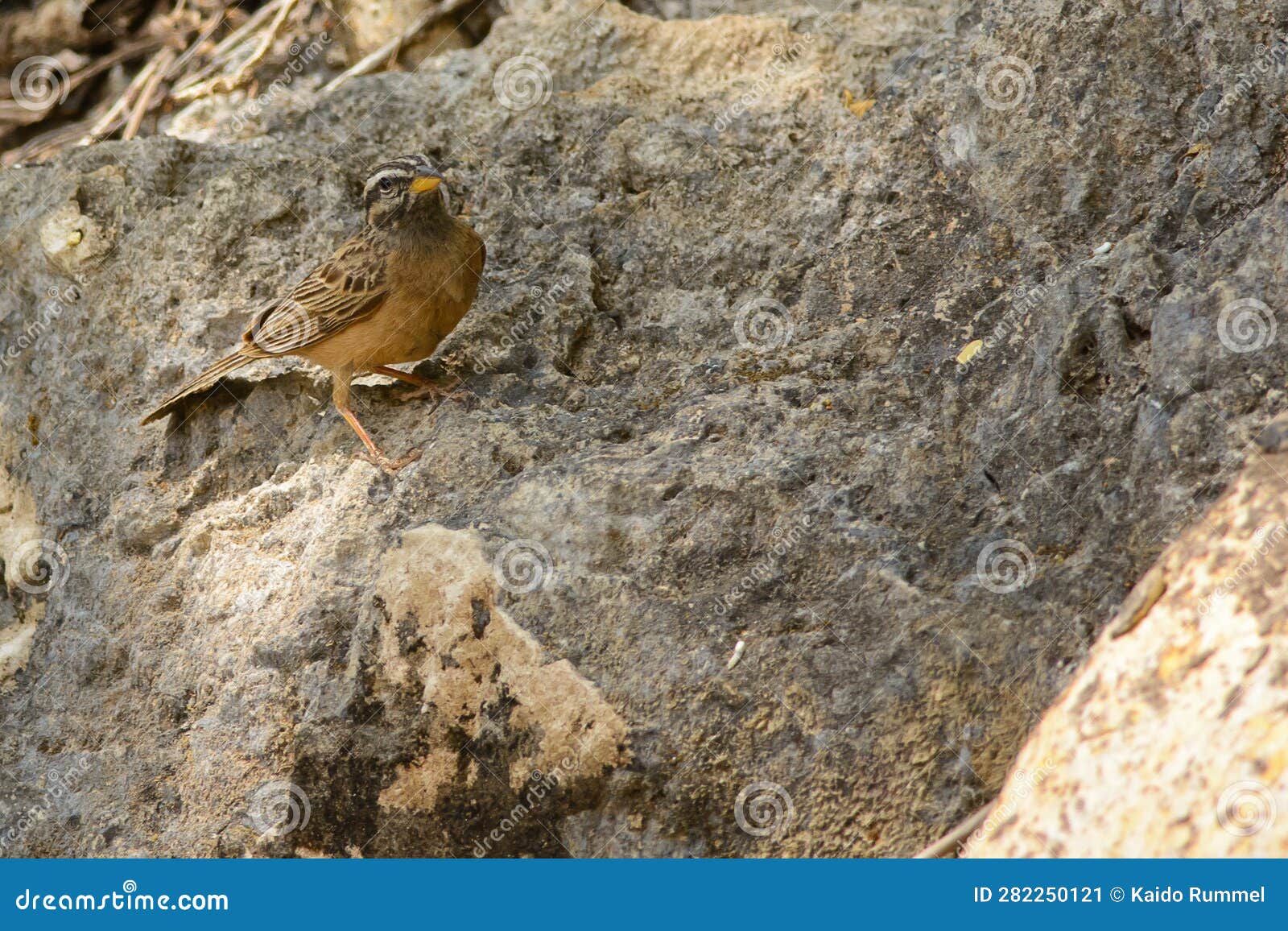 cinnamon-breasted bunting on a rock