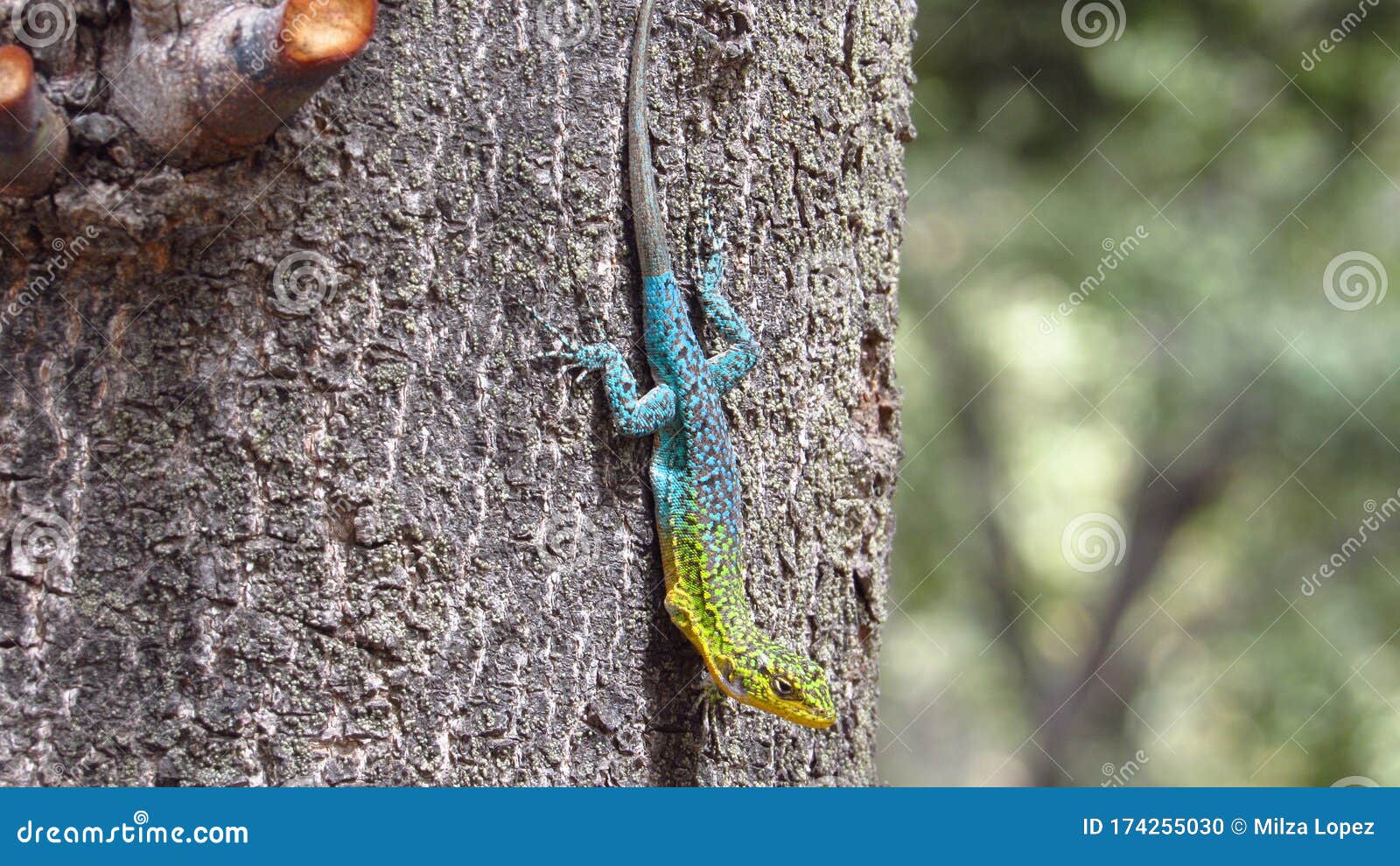 wild colorful lizard on a tree in a nature reserve in chile