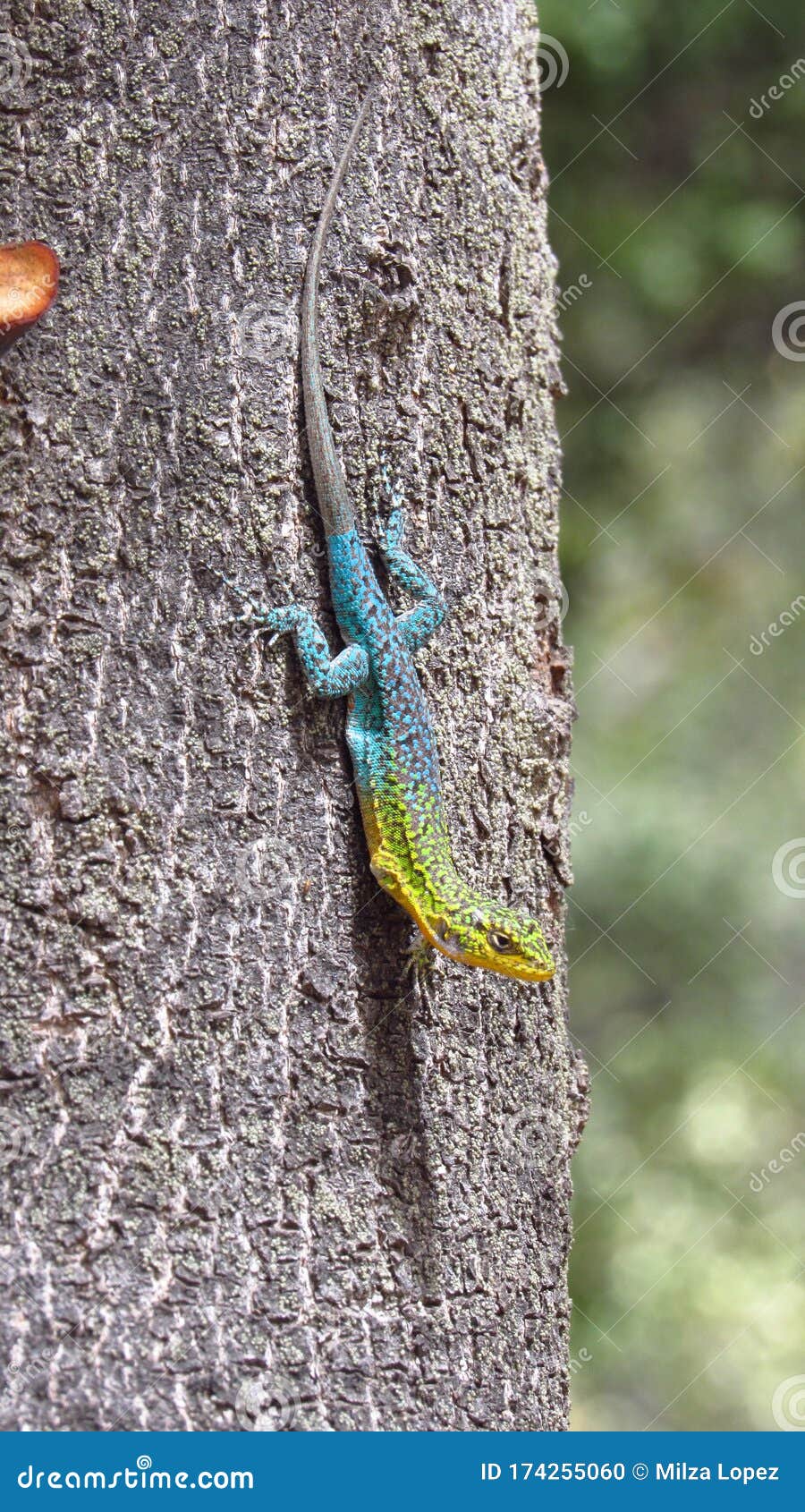 wild colorful lizard on a tree in a nature reserve in chile