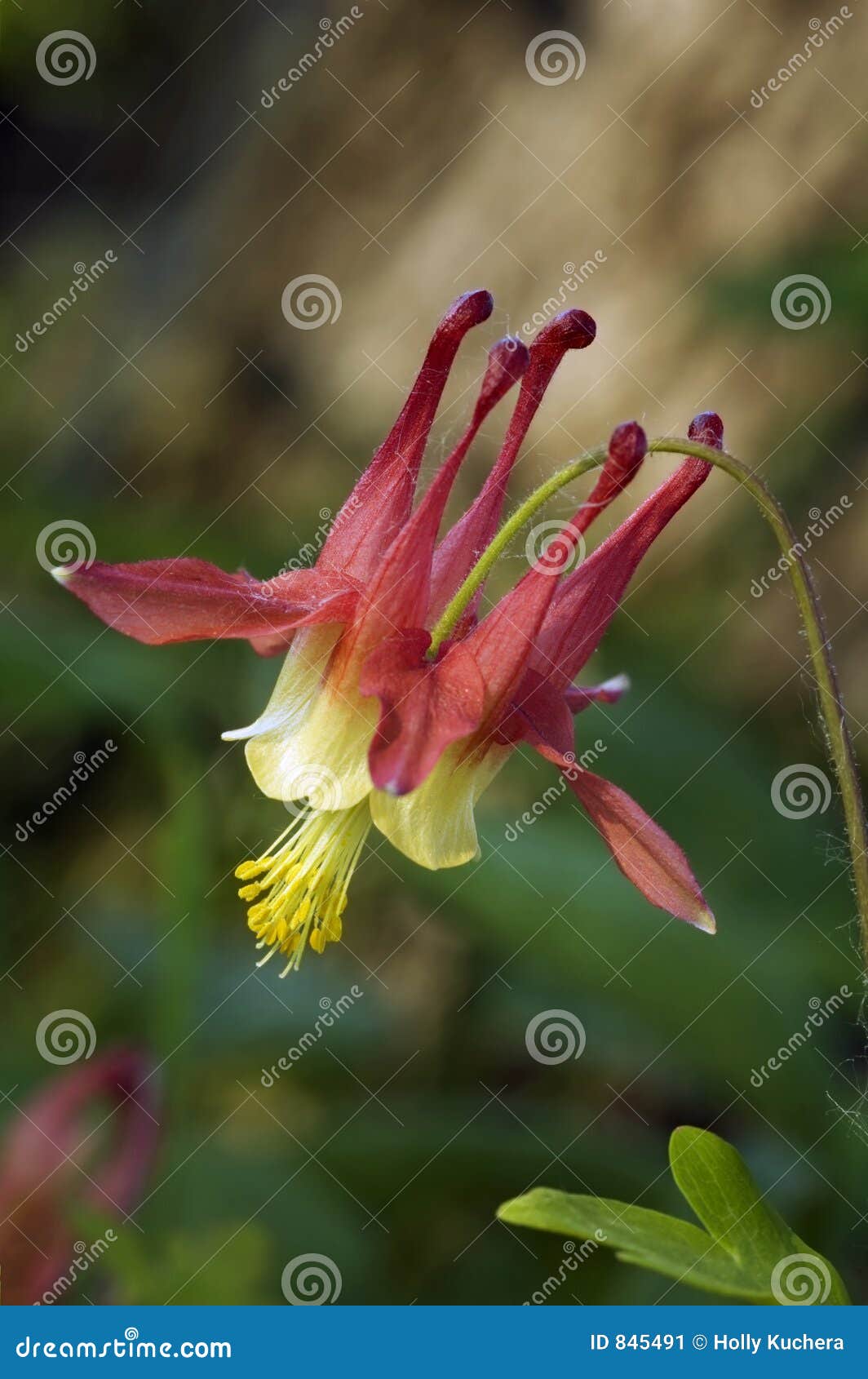 wild columbine (aquilegia canadensis)