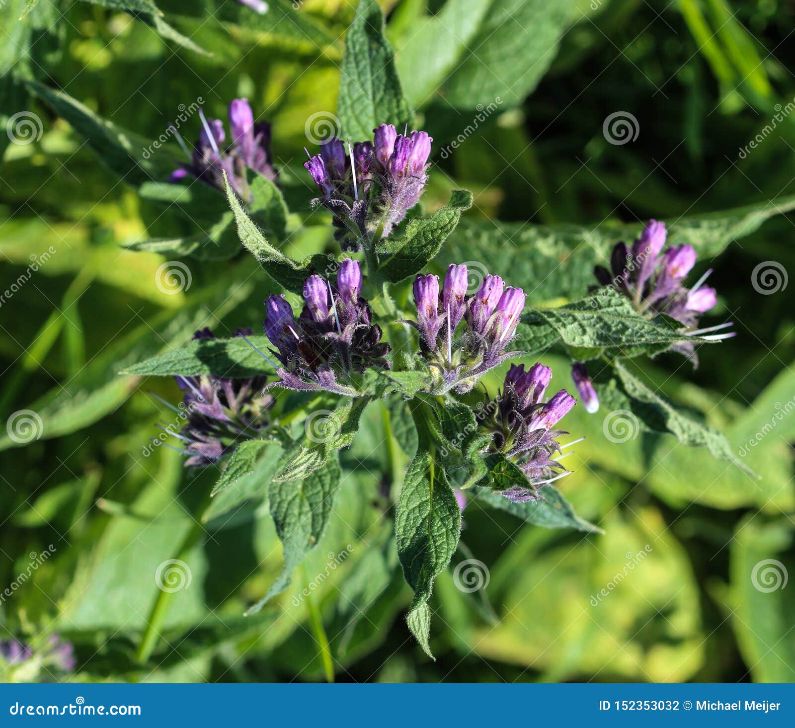 Wild Common Comfrey Or True Comfrey Symphytum Officinale Flower During Spring Stock Photo Image Of Common Alternative 152353032