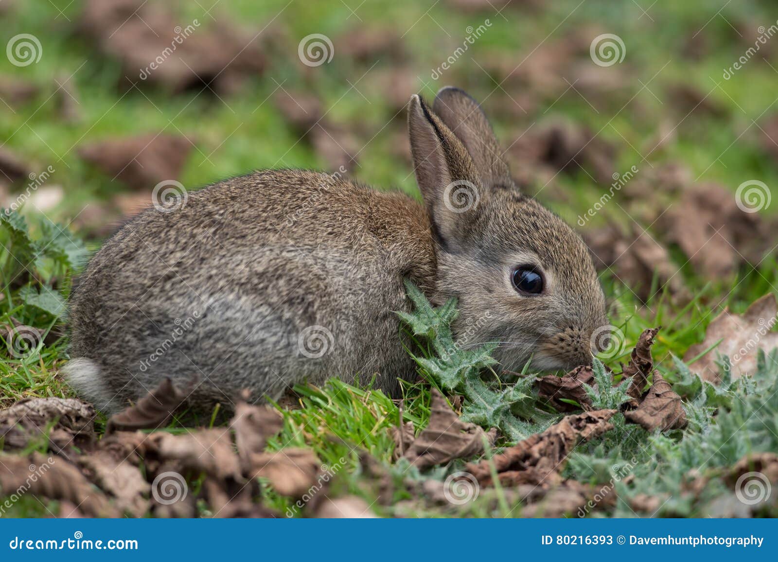 Wild Common Rabbit Oryctolagus Cuniculus Stock Image Image of graze