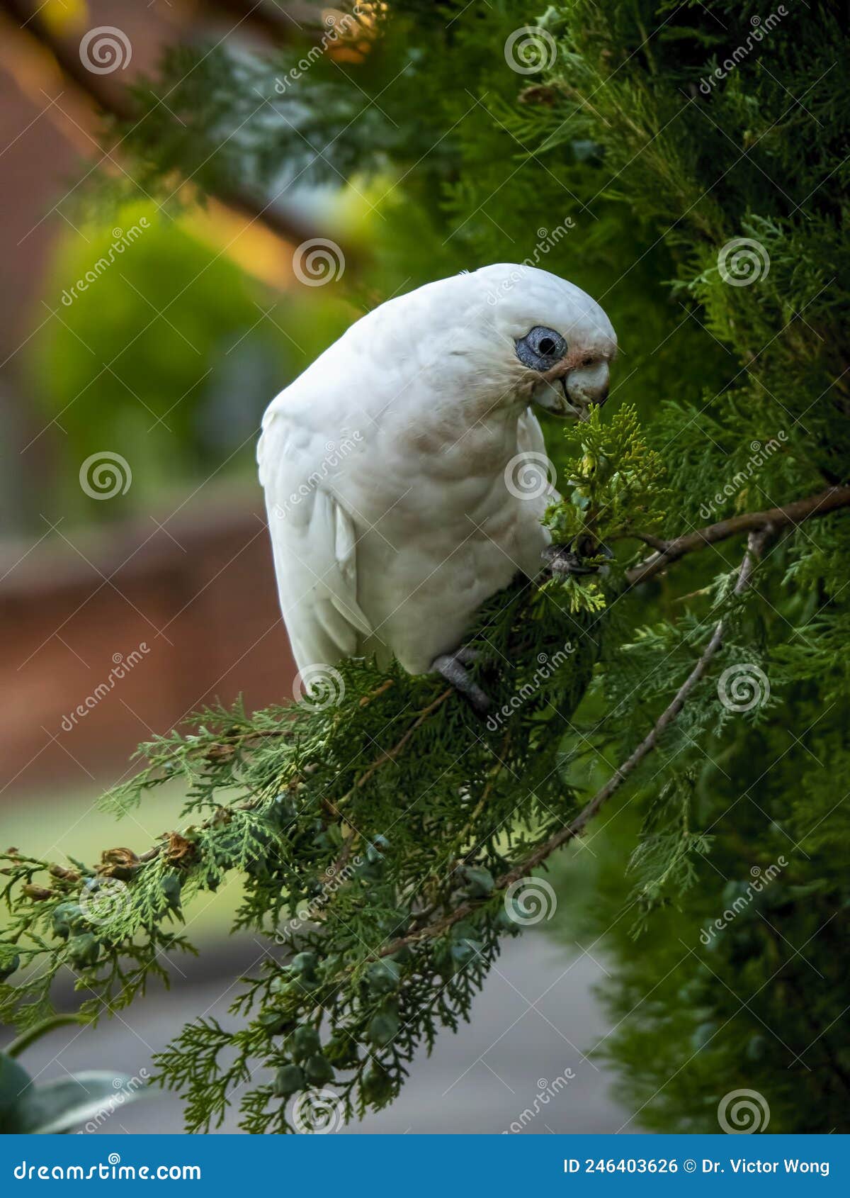 wild corella licmetis feasting on a tree branch in late afternoon