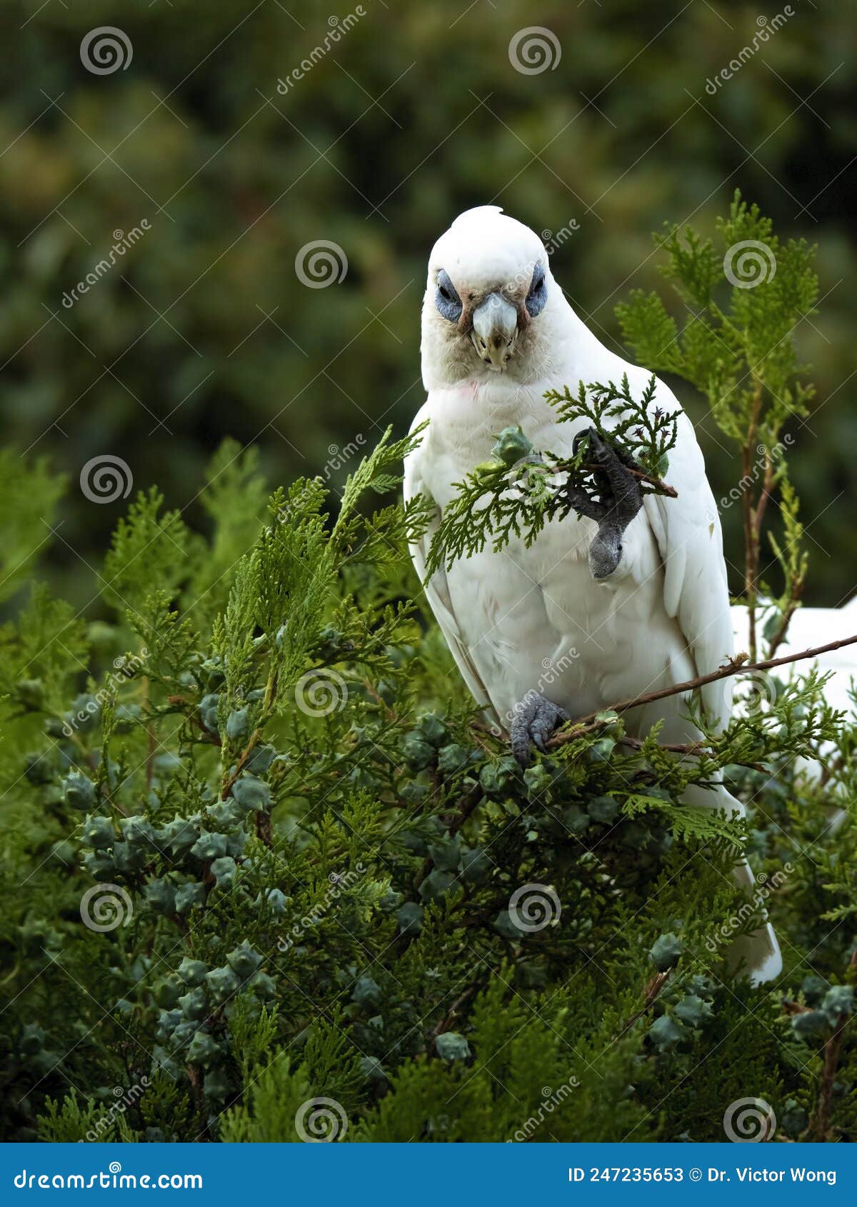 wild corella licmetis feasting on a tree branch in late afternoon