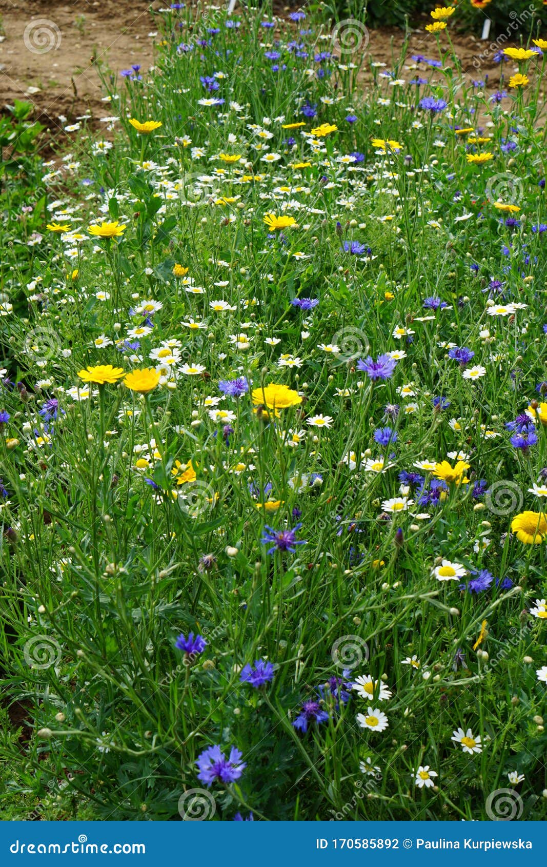 wild cornfield mix, meadow flowers, native uk varieties