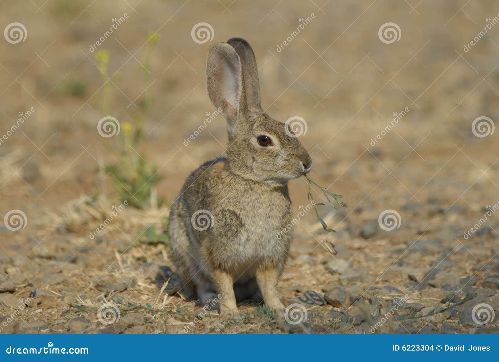 Wild cotton tail rabbit stock photo. Image of rocks, rabbit 6223304