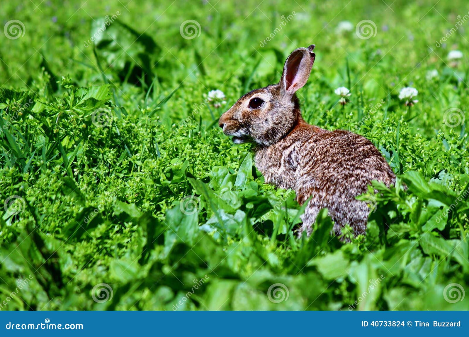 Wild Cottontail Rabbit stock photo. Image of brown, rabbit 40733824