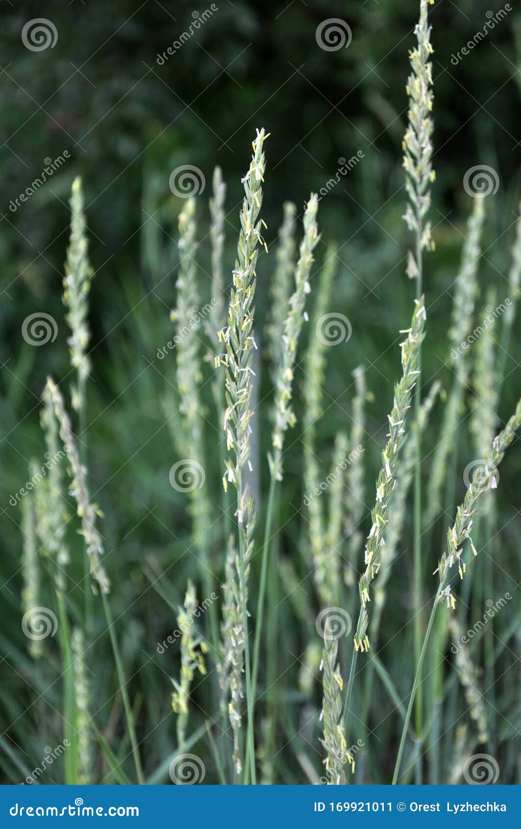 In the Meadow Growing Cereal Plant Couch Grass Elymus Repens Stock