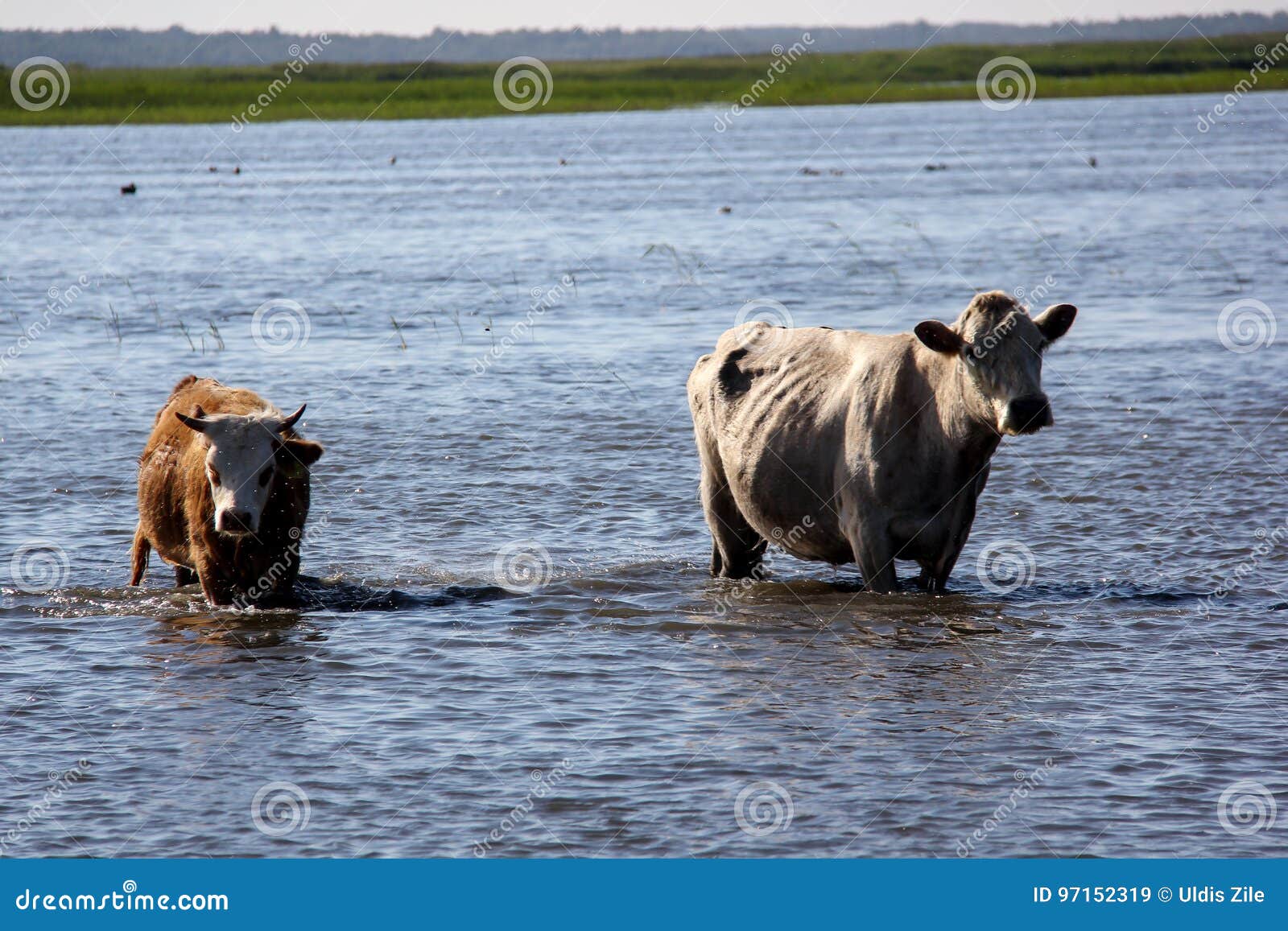 wild cows swiming in engure lake, latvia