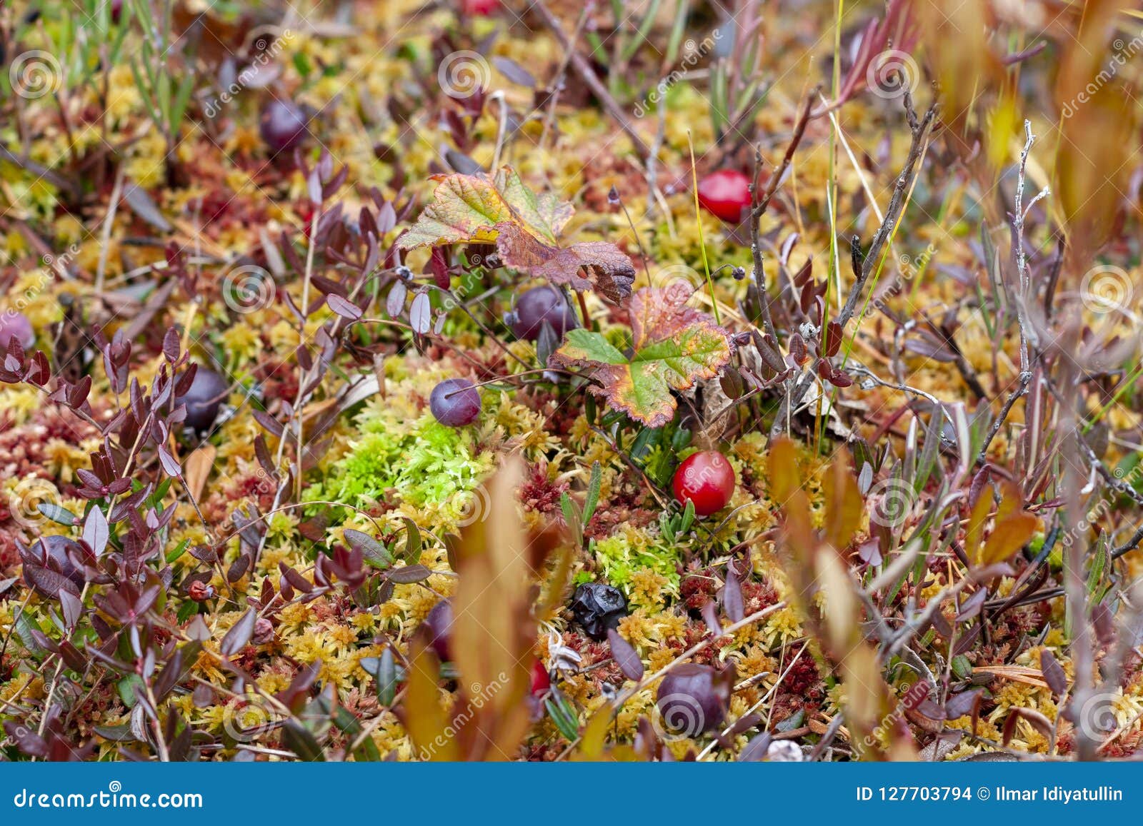 Wild Cranberries on a Swamp, Closeup Stock Photo Image of autumn