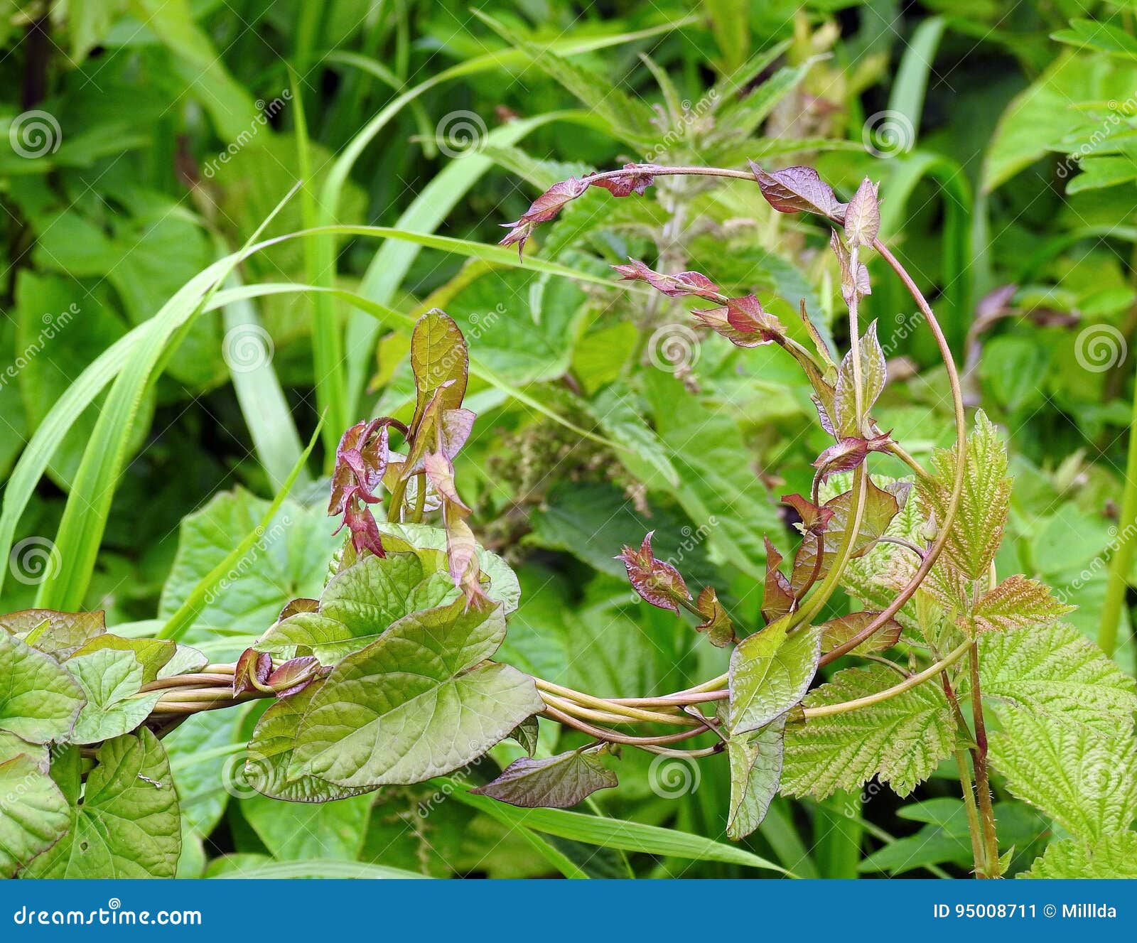 Wild creeper stock image. Image of view, flowering, closeup 95008711
