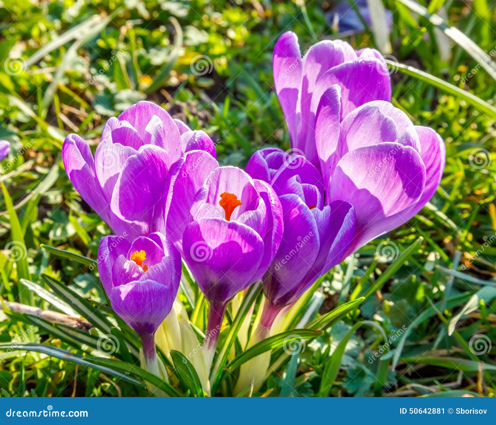 Wild crocus flowers stock image. Image of blossom, macro 50642881