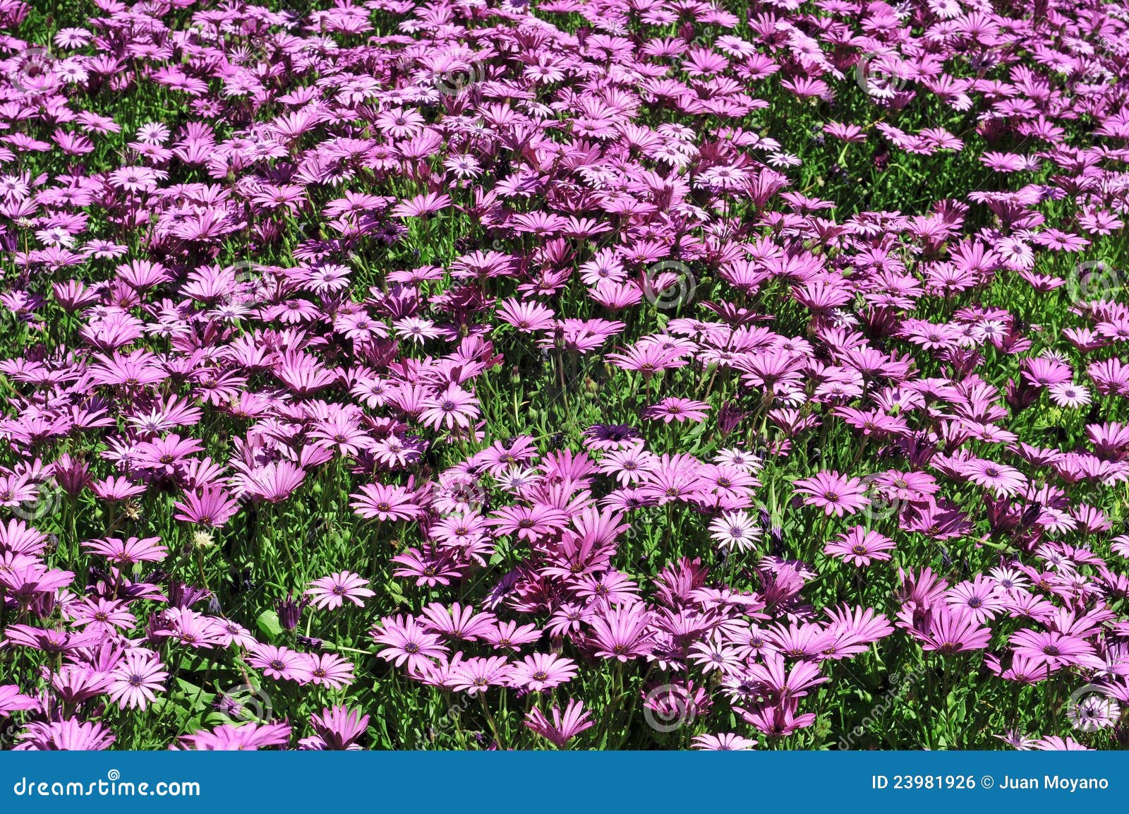 Wild daisies stock photo. Image of horizontal, fragrant 23981926