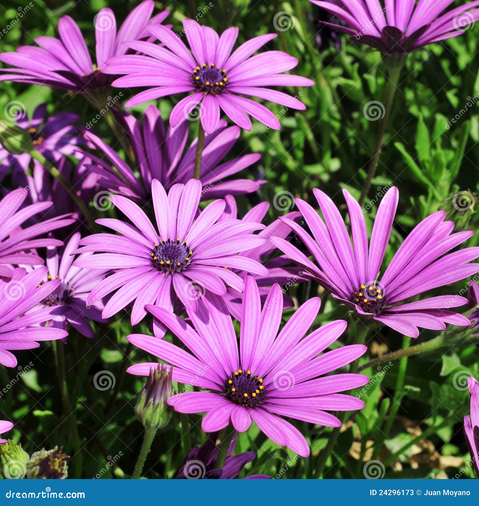 Wild daisies stock image. Image of colors, decorating 24296173