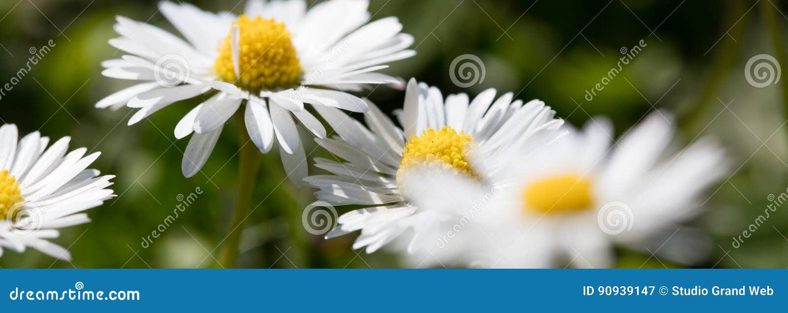 3,455 Colored Daisies Stock Photos - Free & Royalty-Free Stock Photos from  Dreamstime