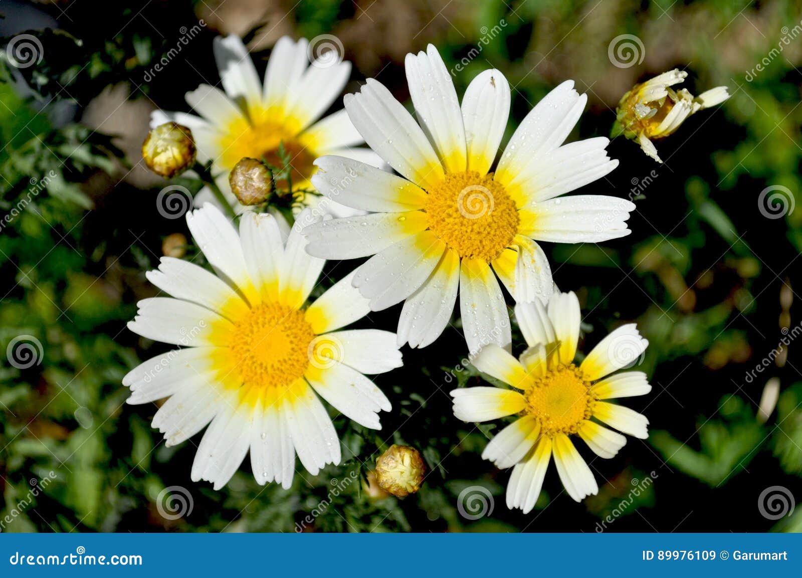 Wild daisies in the garden stock image. Image of beautiful 89976109