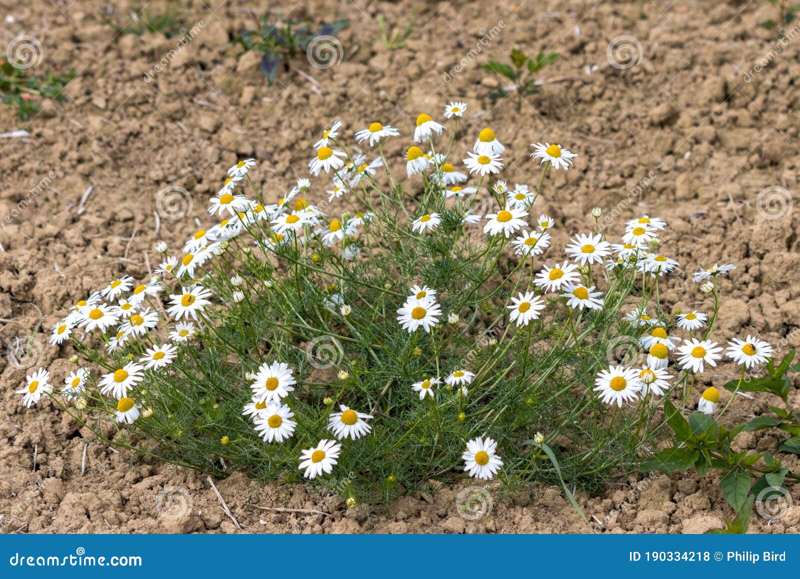Wild Daisies Growing on the Edge of a Field Stock Photo Image of