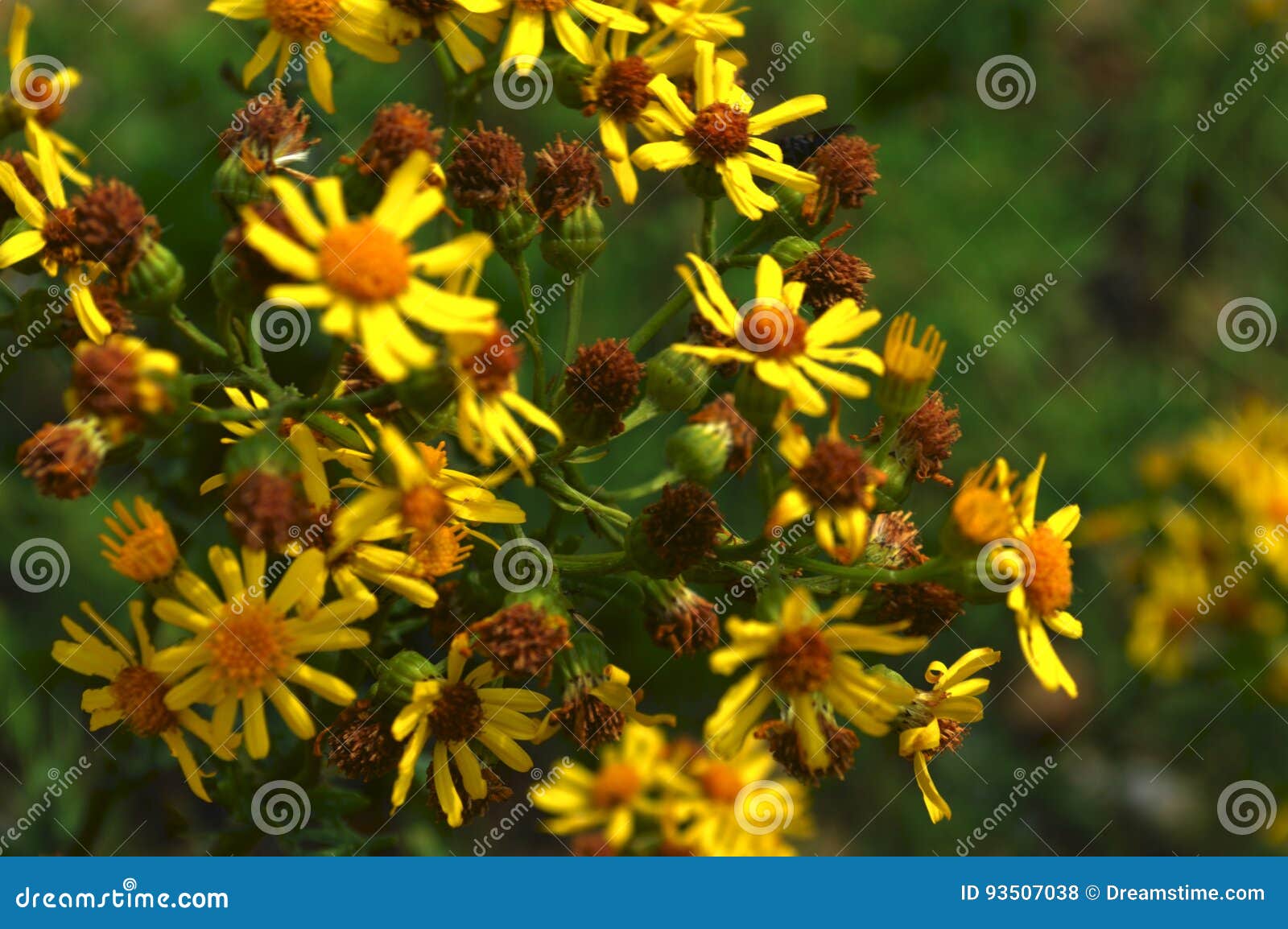 Wild Daisies stock photo. Image of plant, tree, plants 93507038