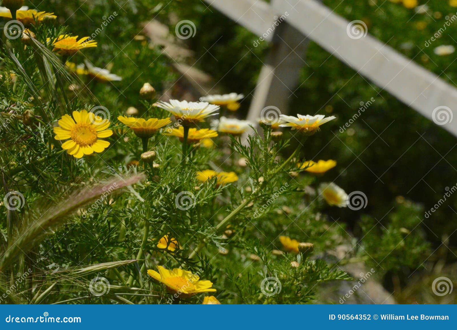 Wild Daisies in Spring stock photo. Image of flora, yellow 90564352