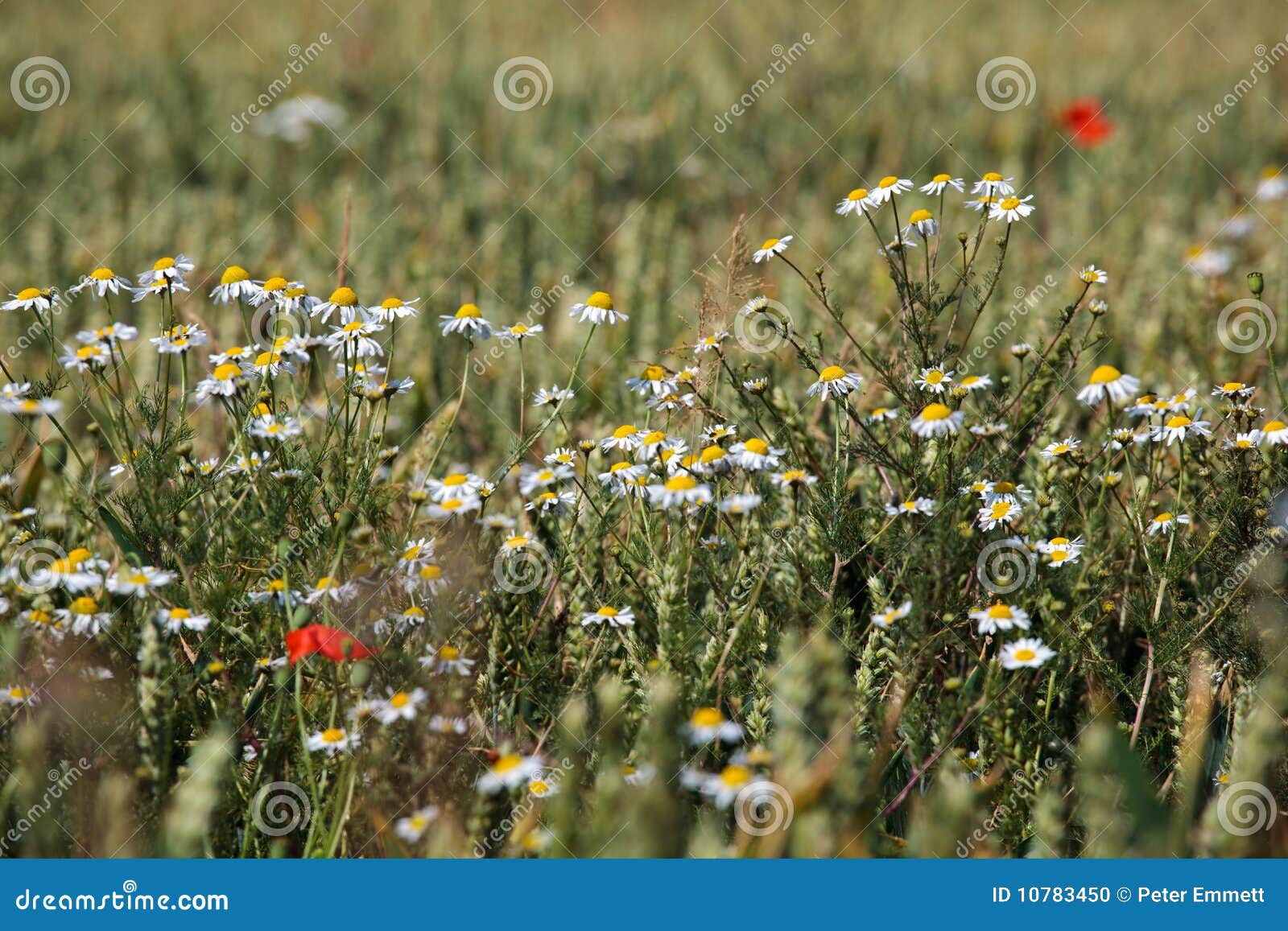 Wild Daisies in a Wheat Field Stock Photo Image of beautiful, daisy
