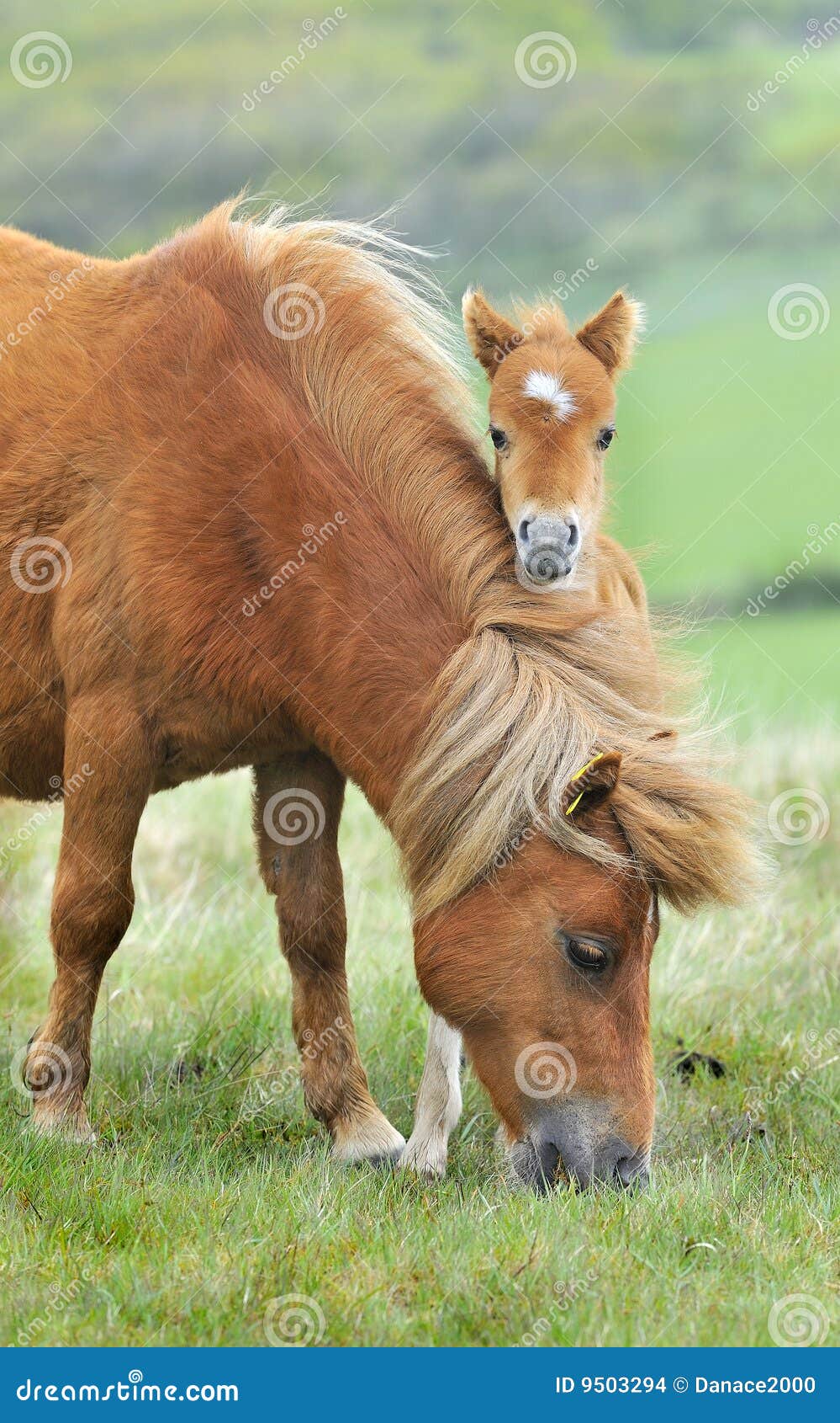 wild dartmoor mother and foal