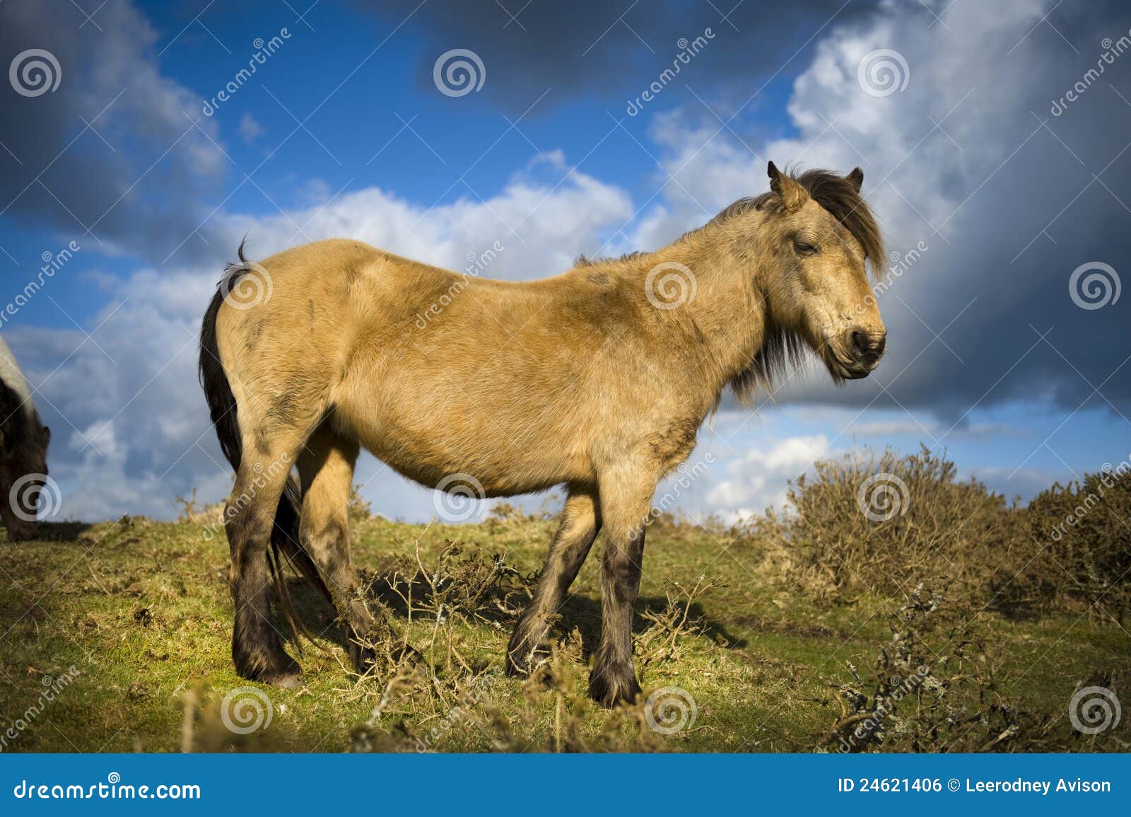 Wild Dartmoor Pony stock photo. Image of untamed, freedom 24621406